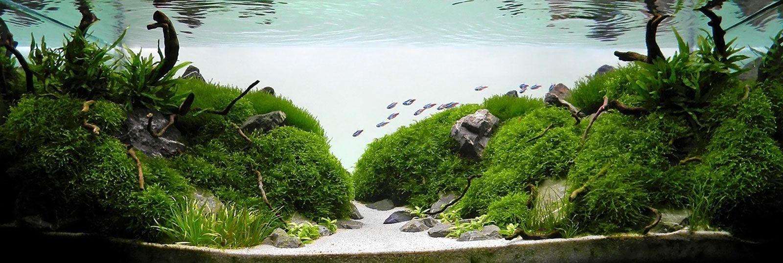 1600x538 Aquascape Shop Nz
