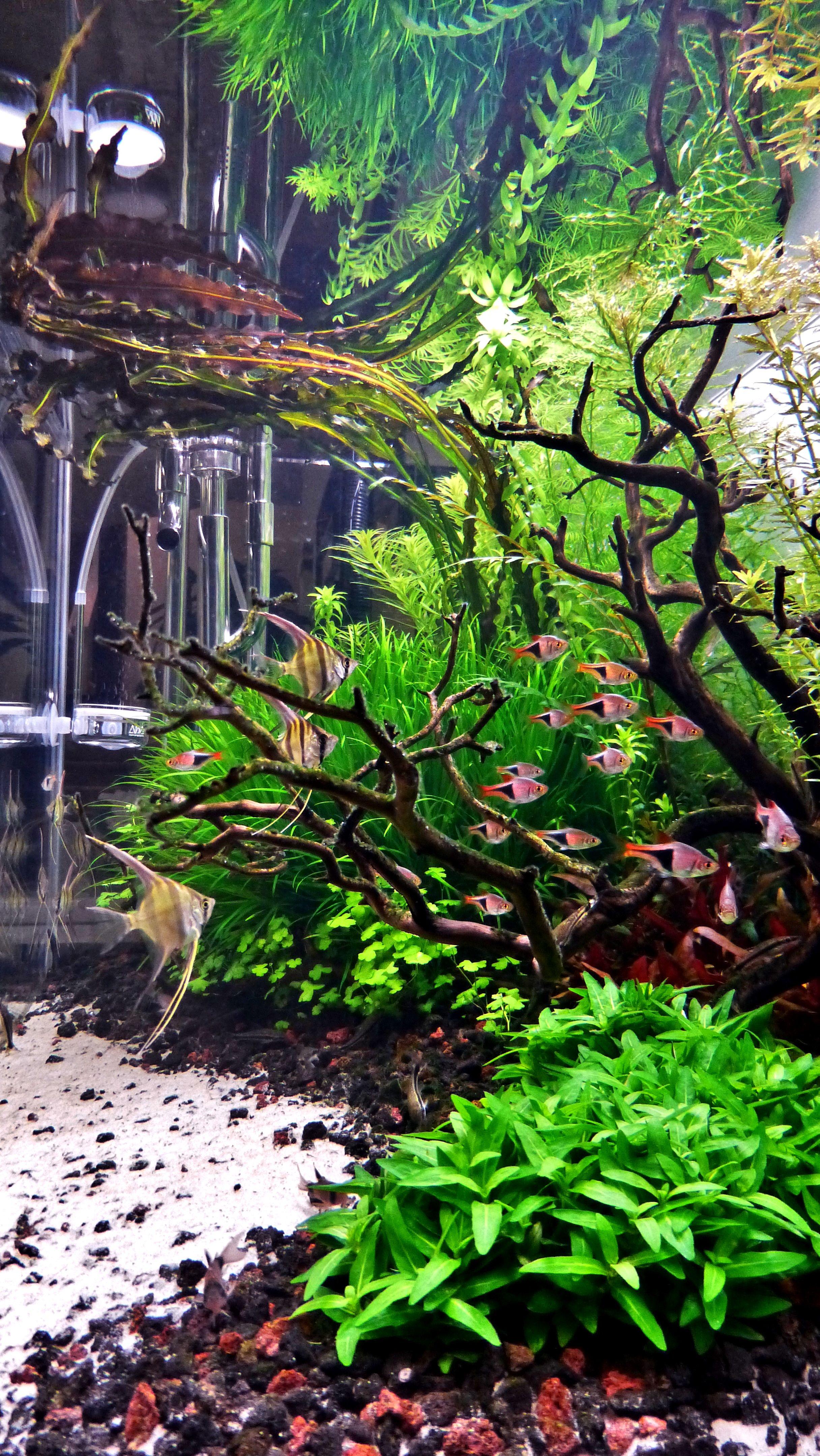 2432x4320 Bala's Scapes. 150g on pg 18 [Archive] California Aquatic Plants Enthusiasts Club