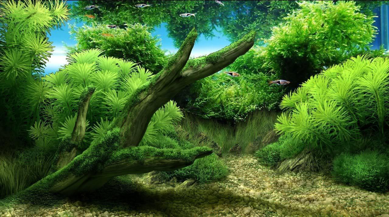 1279x713 Aquascape Background