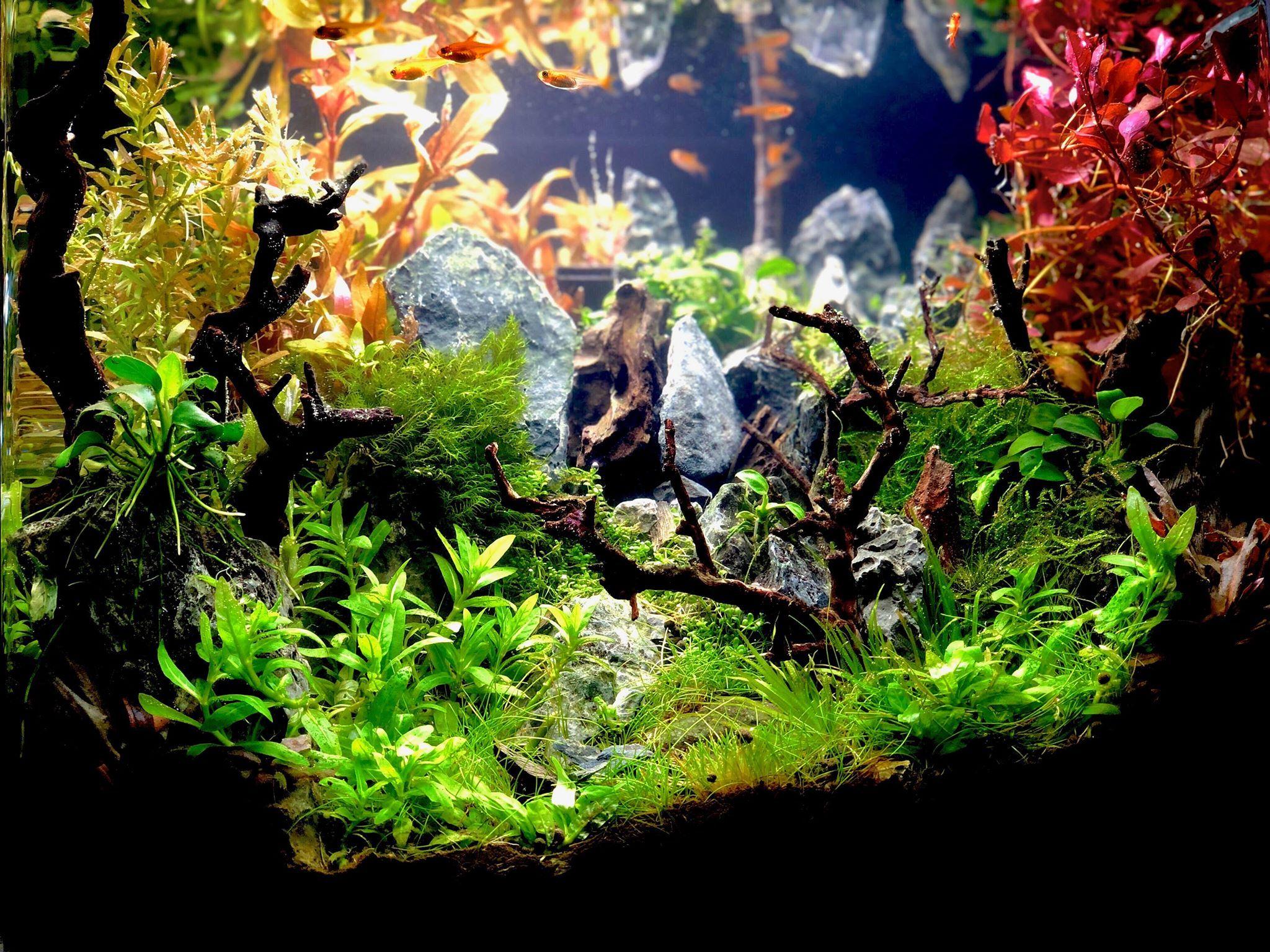 Aquascape Wallpapers Top Free Aquascape Backgrounds WallpaperAccess