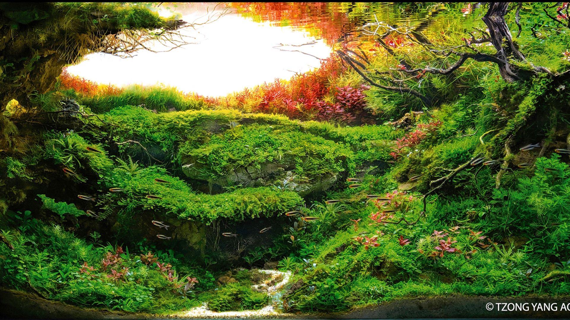 Aquascape Wallpapers - Top Free Aquascape Backgrounds - WallpaperAccess