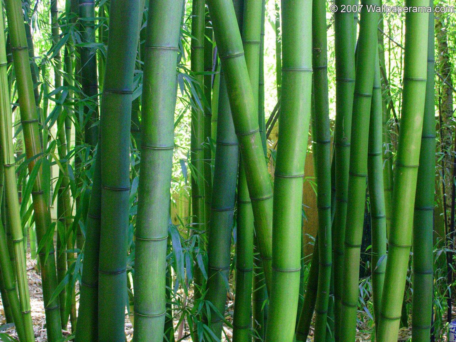 Chinese Bamboo Wallpapers - Top Free Chinese Bamboo Backgrounds ...