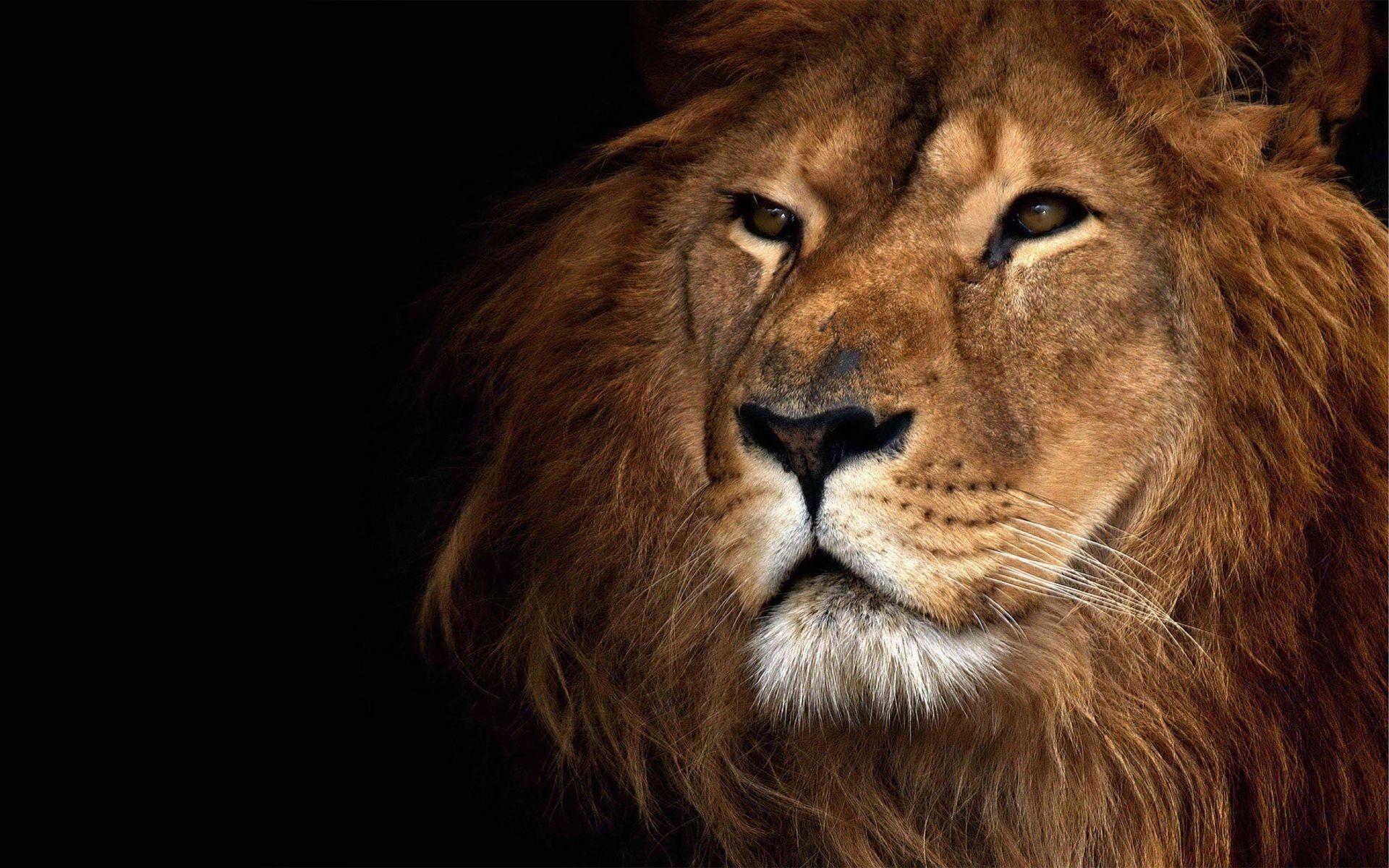 1920x1200 Lion Face