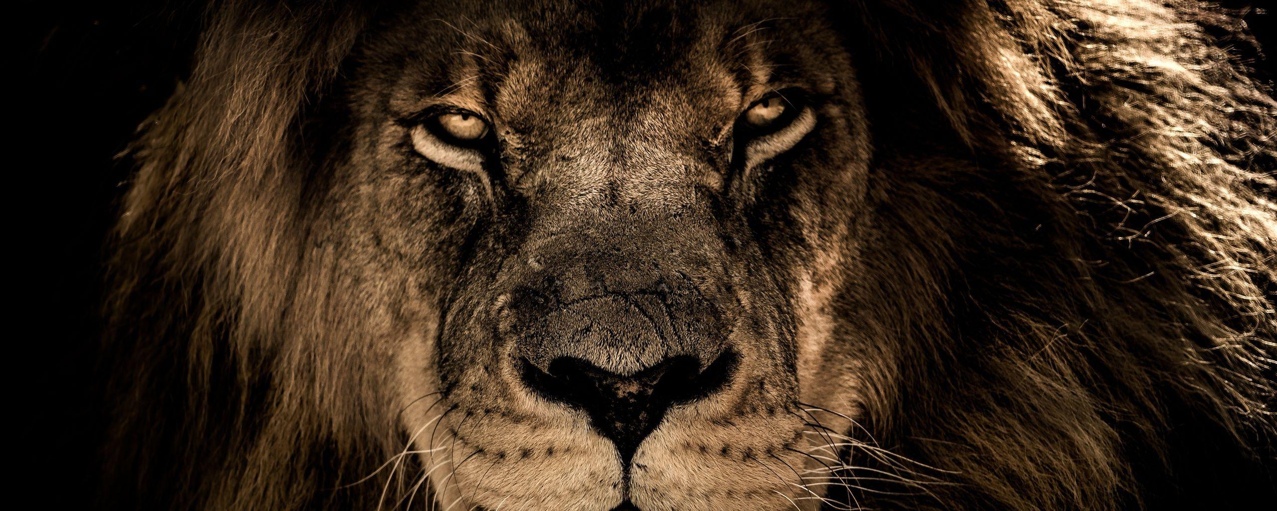 2560x1024 African Lion Face Closeup 5k 2560x1024 Resolution HD 4k Wallpaper, Image, Background, Photo and Picture