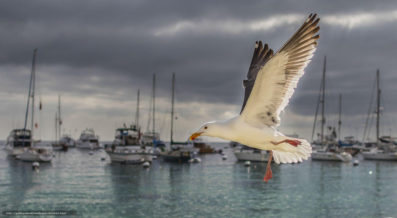 1600x879 Download wallpaper Santa Catalina Island, California, Gulf of Santa Catalina, Pacific Ocean free desktop wallpaper in the resolution 2048x1125
