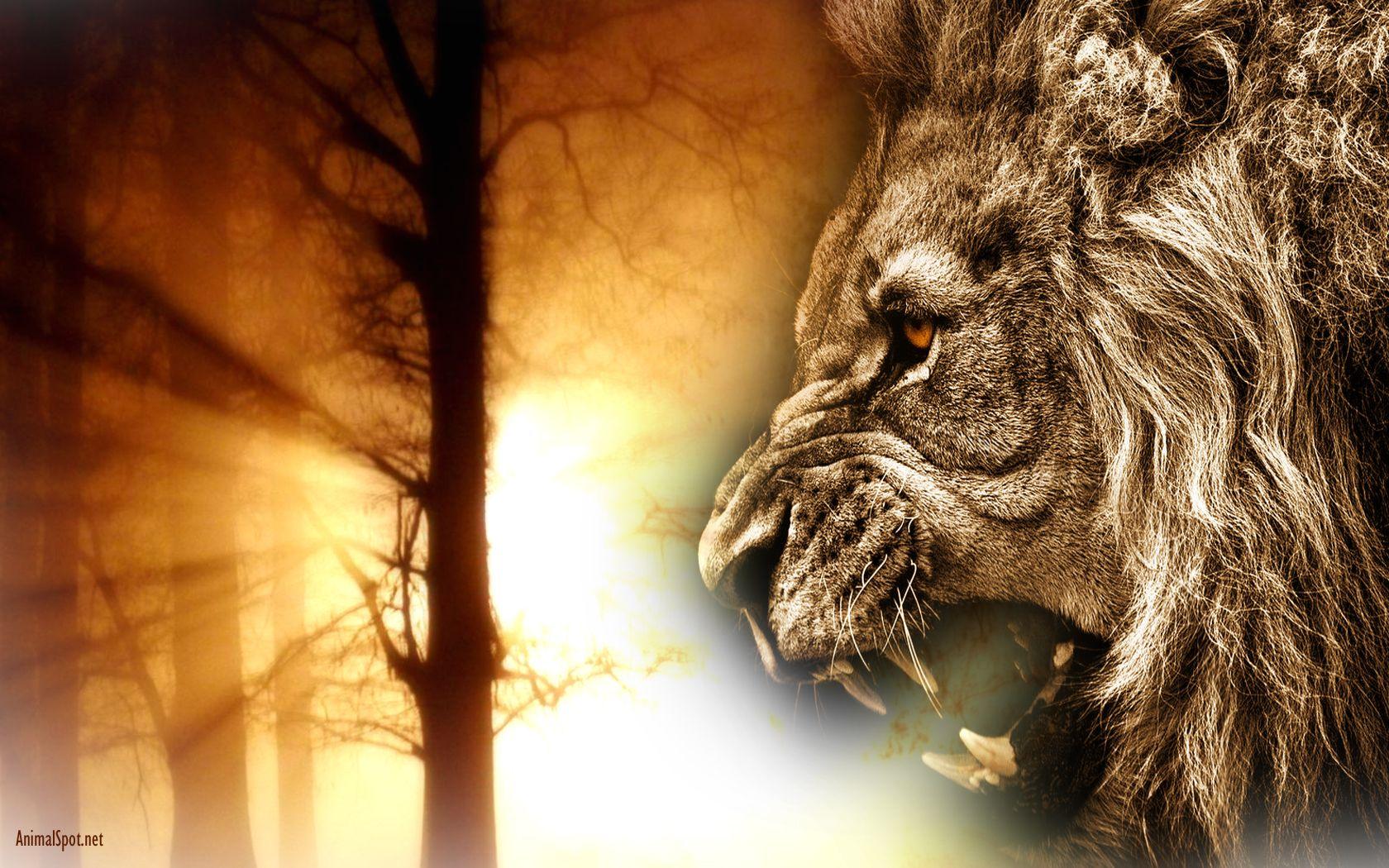 1680x1050 Lion Wallpaper