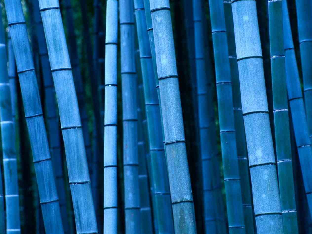 1264x948 Blue seedsmoso rhcom visit blue bamboo plants to buy pcsbag
