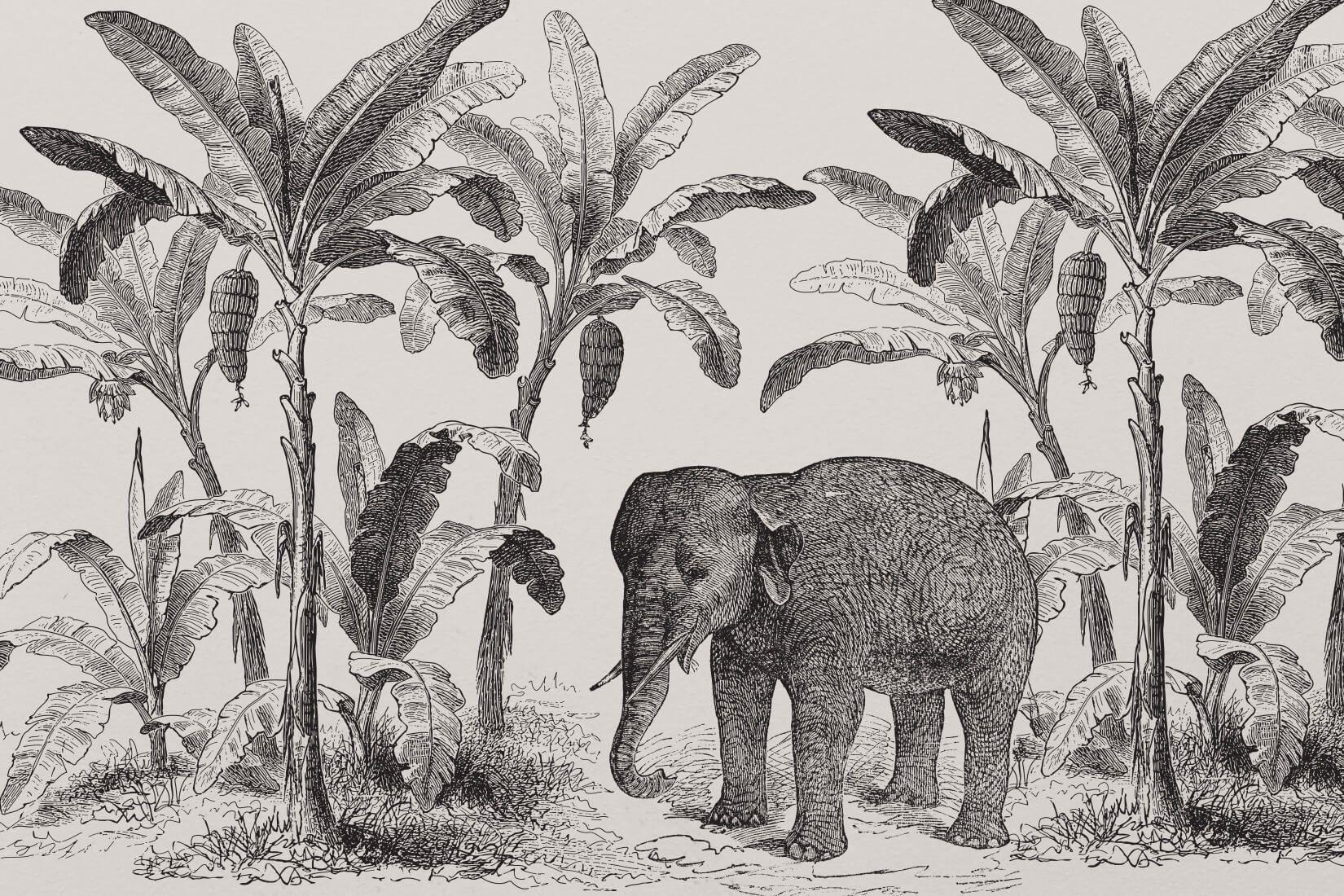1650x1100 Loxodonta Vintage Explorer Wallpaper Mural. Murals Wallpaper. Mural wallpaper, Animal wallpaper, Animal mural