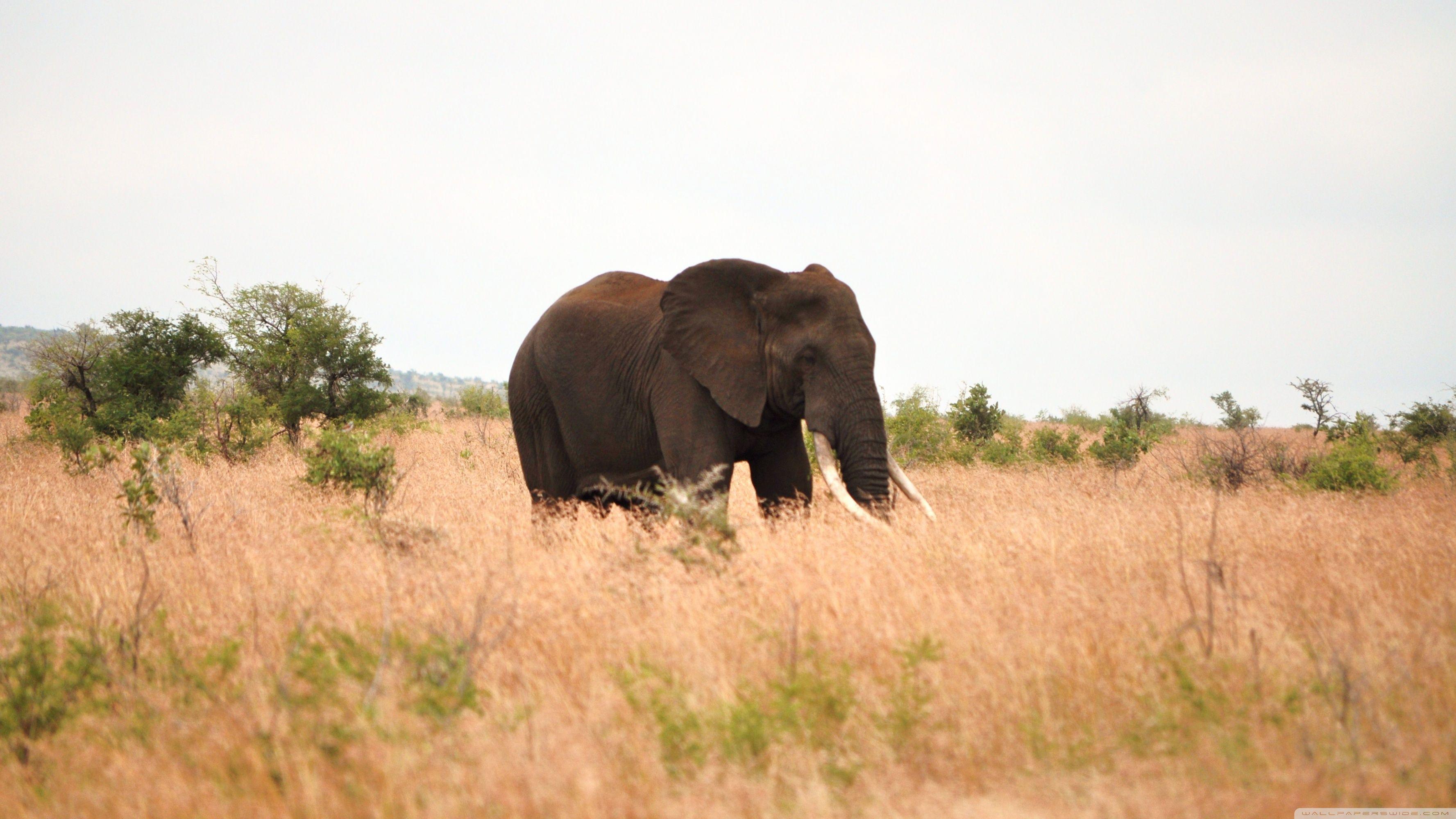 3554x1999 Elephant Ultra HD Desktop Background Wallpaper for : Multi Display, Dual Monitor : Tablet