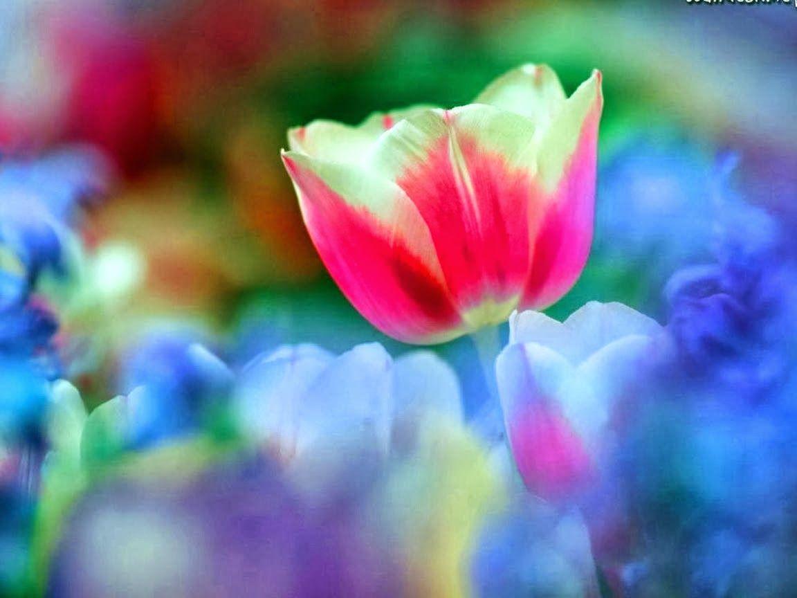 1152x864 Beautiful Rainbow Flowers Wallpaper Free Download HD Wallpaper Download HD Wallpaper