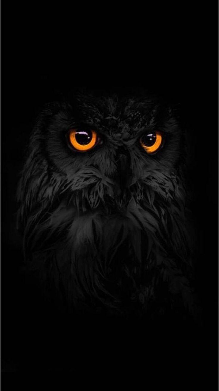 Scary Owl Wallpapers - Top Free Scary Owl Backgrounds - WallpaperAccess