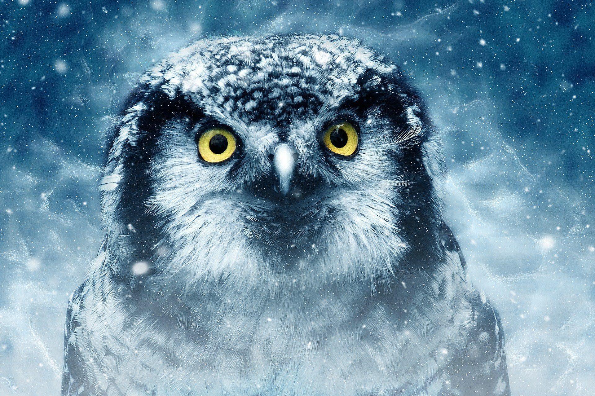 Scary Owl Wallpapers - Top Free Scary Owl Backgrounds - WallpaperAccess