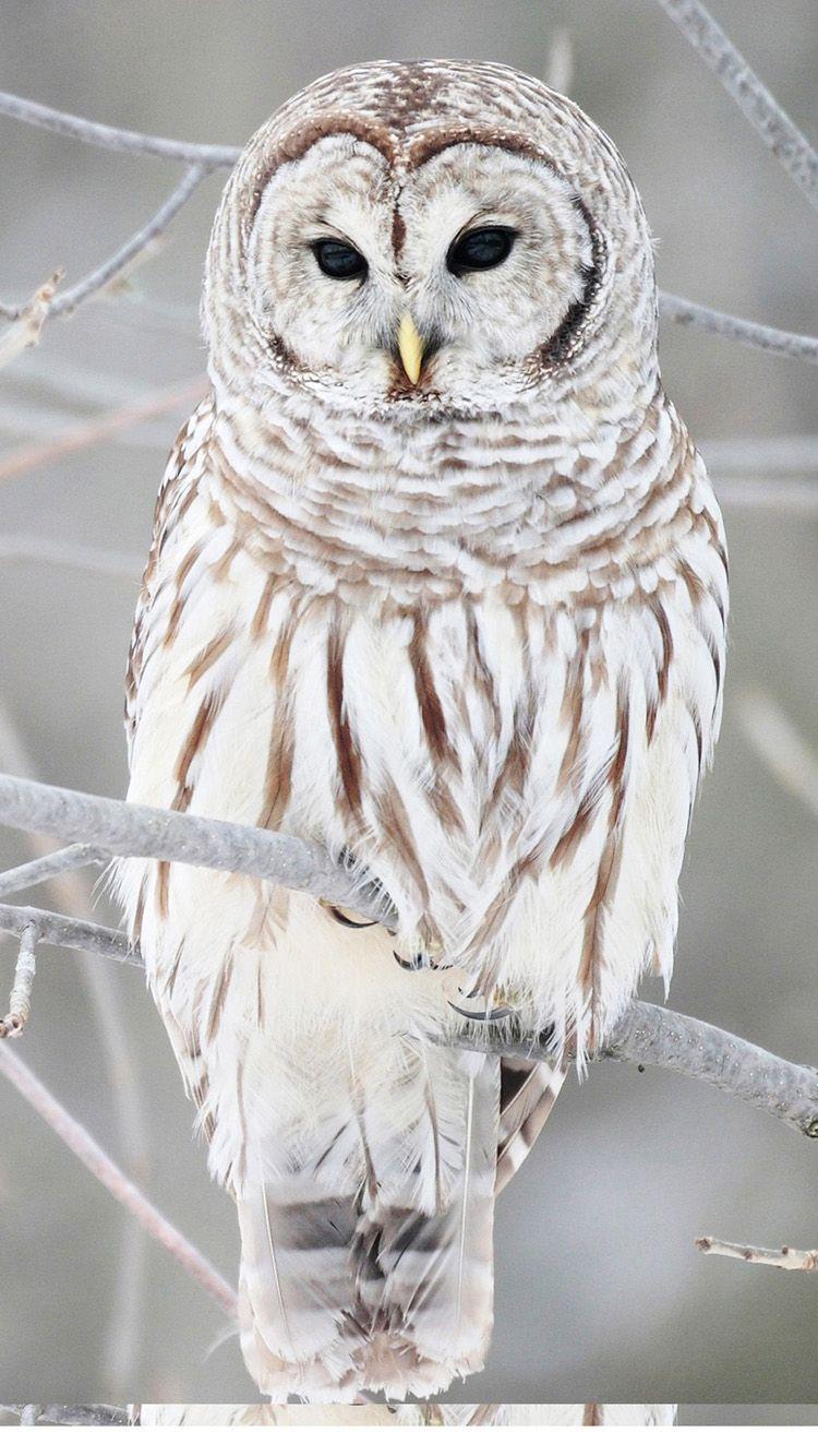 Cute Owl iPhone Wallpapers - Top Free Cute Owl iPhone Backgrounds -  WallpaperAccess