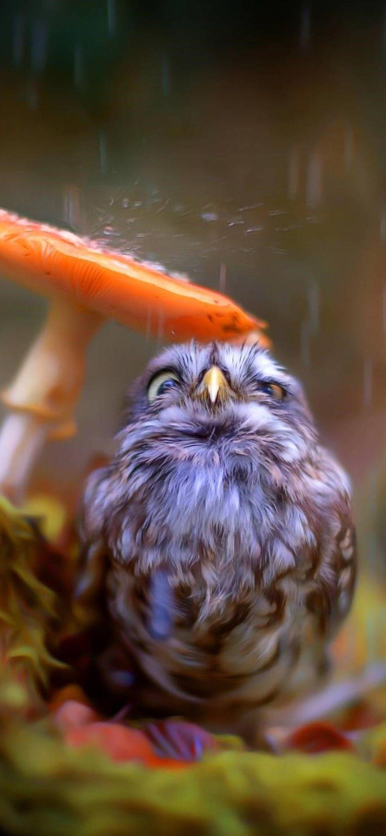 1242x2688 Little Cute Owl iPhone XS MAX HD 4k Wallpaper, Image, Background, Photo and Picture