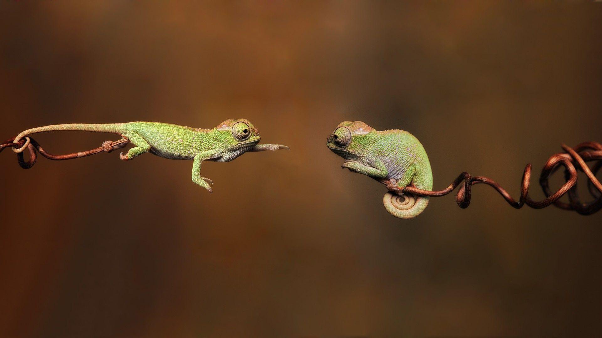 Cute lizard reptiles gecko HD wallpaper  Peakpx