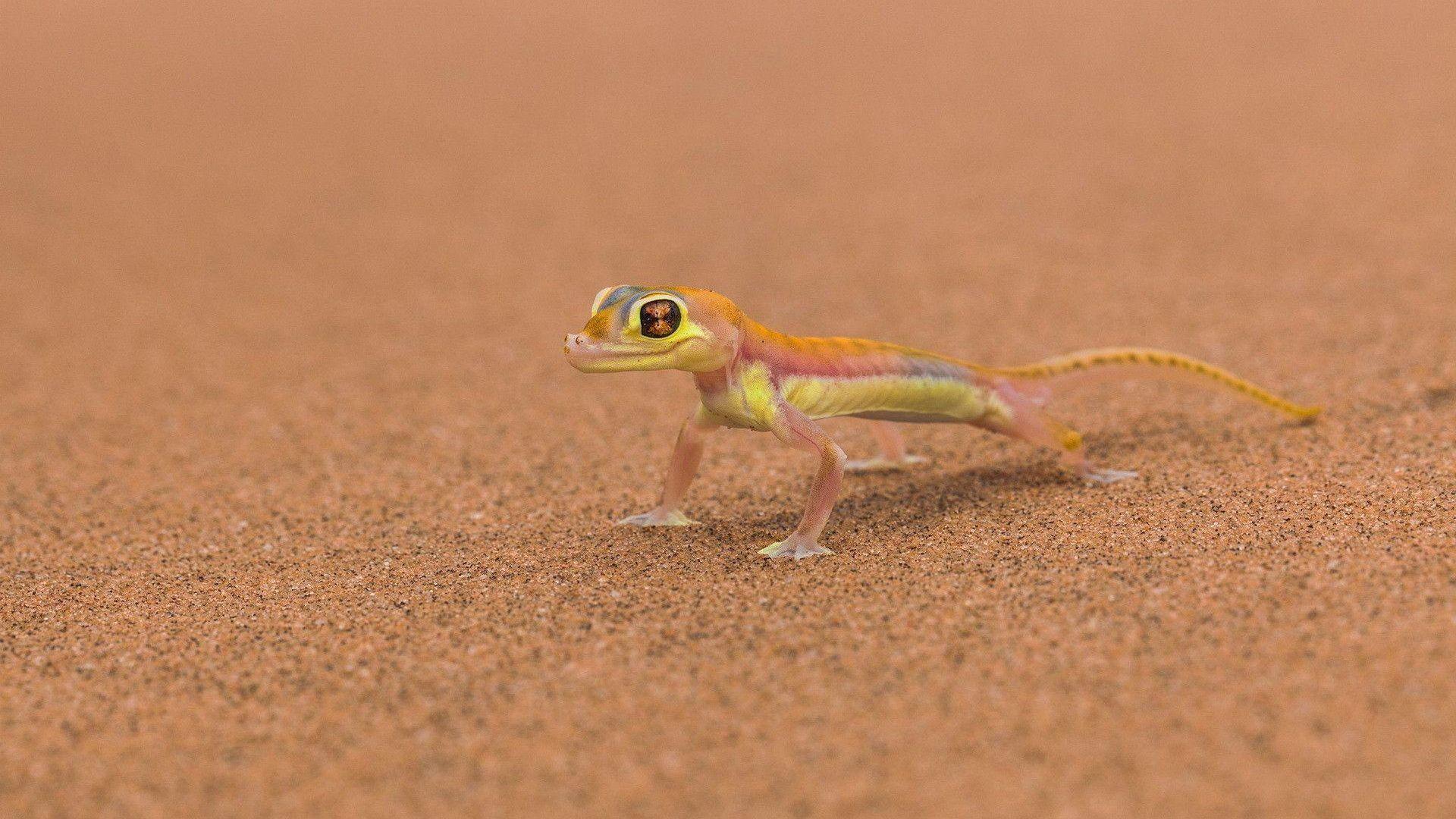 Cute Lizard Wallpapers - Top Free Cute Lizard Backgrounds - WallpaperAccess