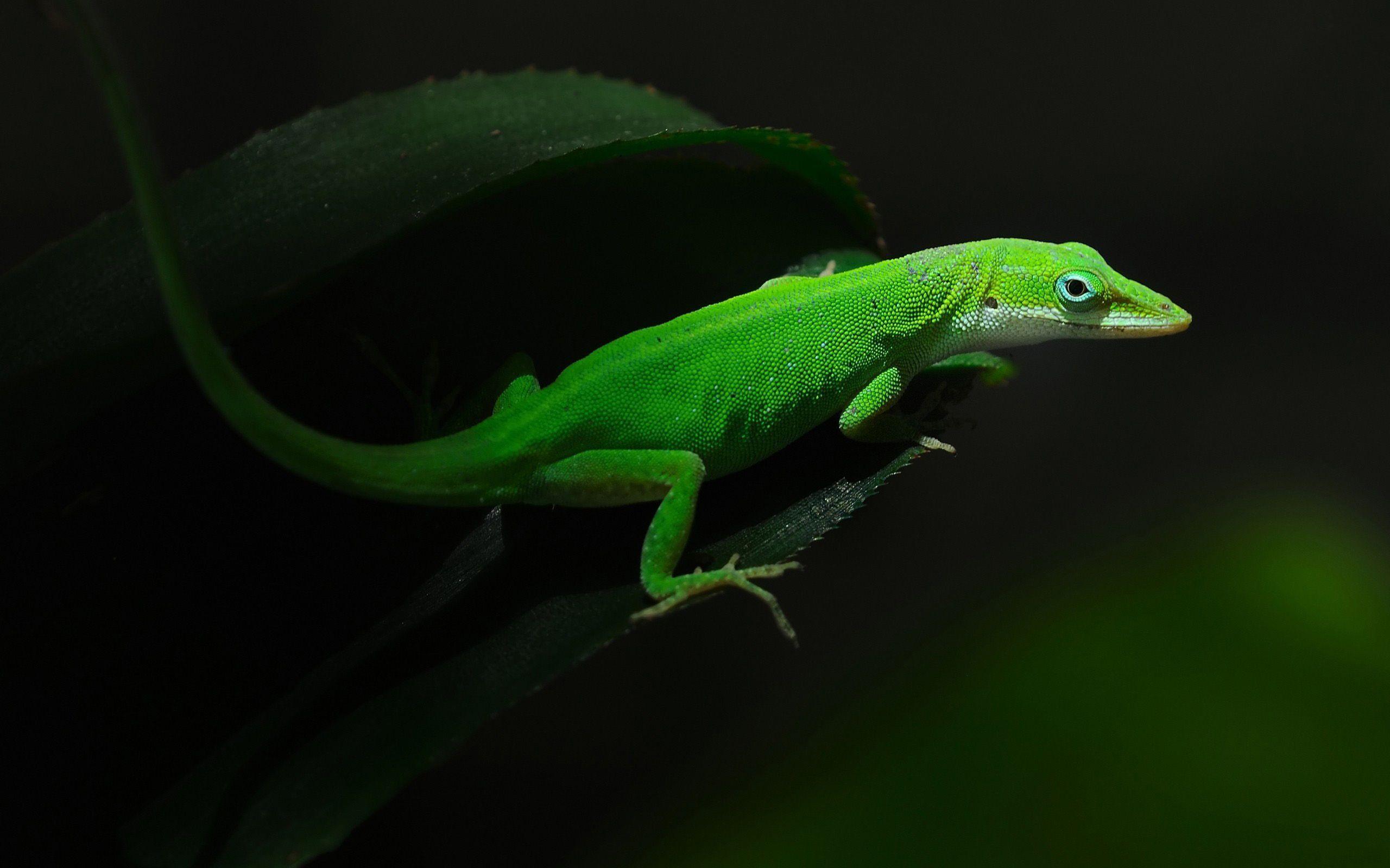 2560x1600 Green lizard. ゲッコー