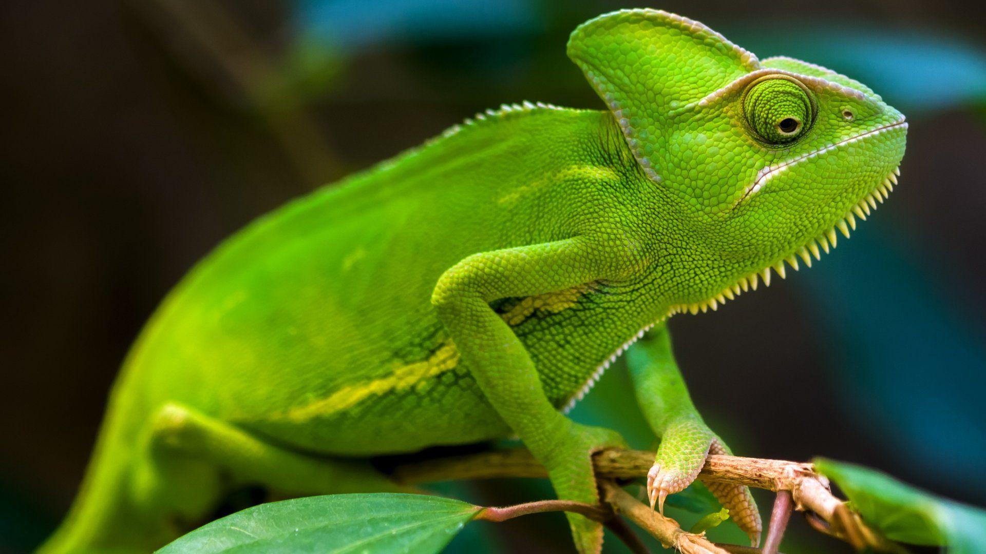 1920x1080 Chameleon Wallpaper