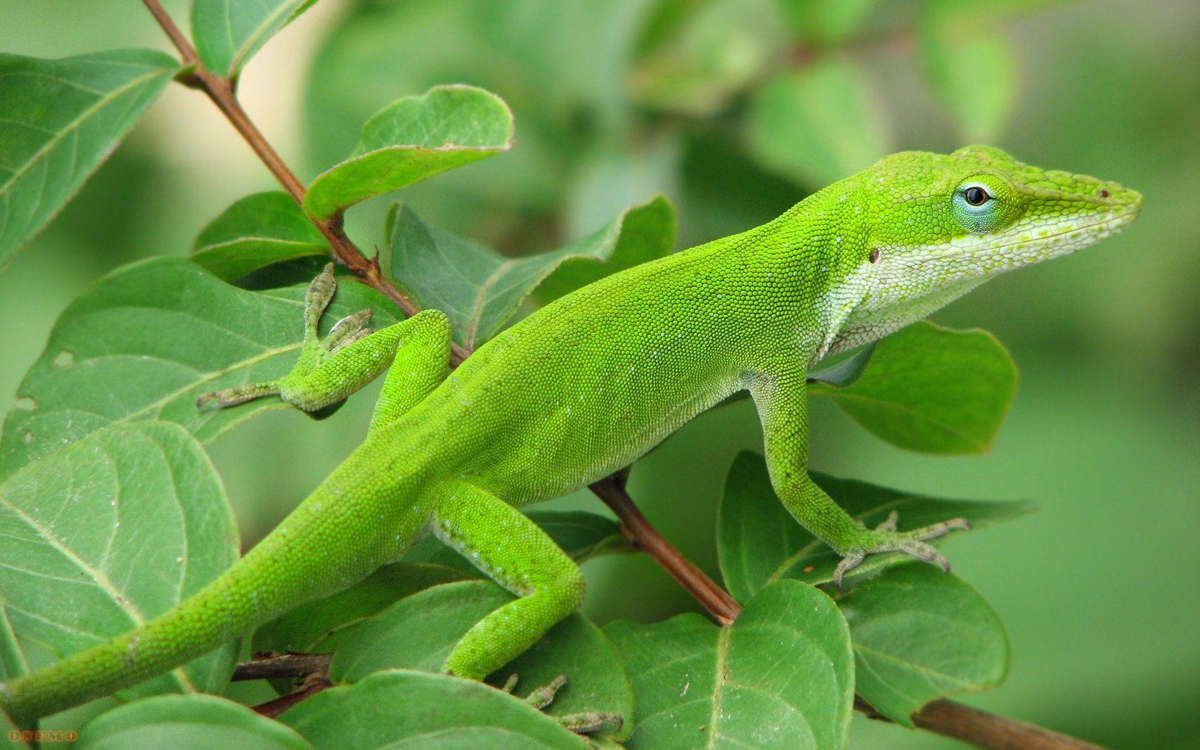 1680x1050 Green Anole Arboreal Lizard Wallpaper