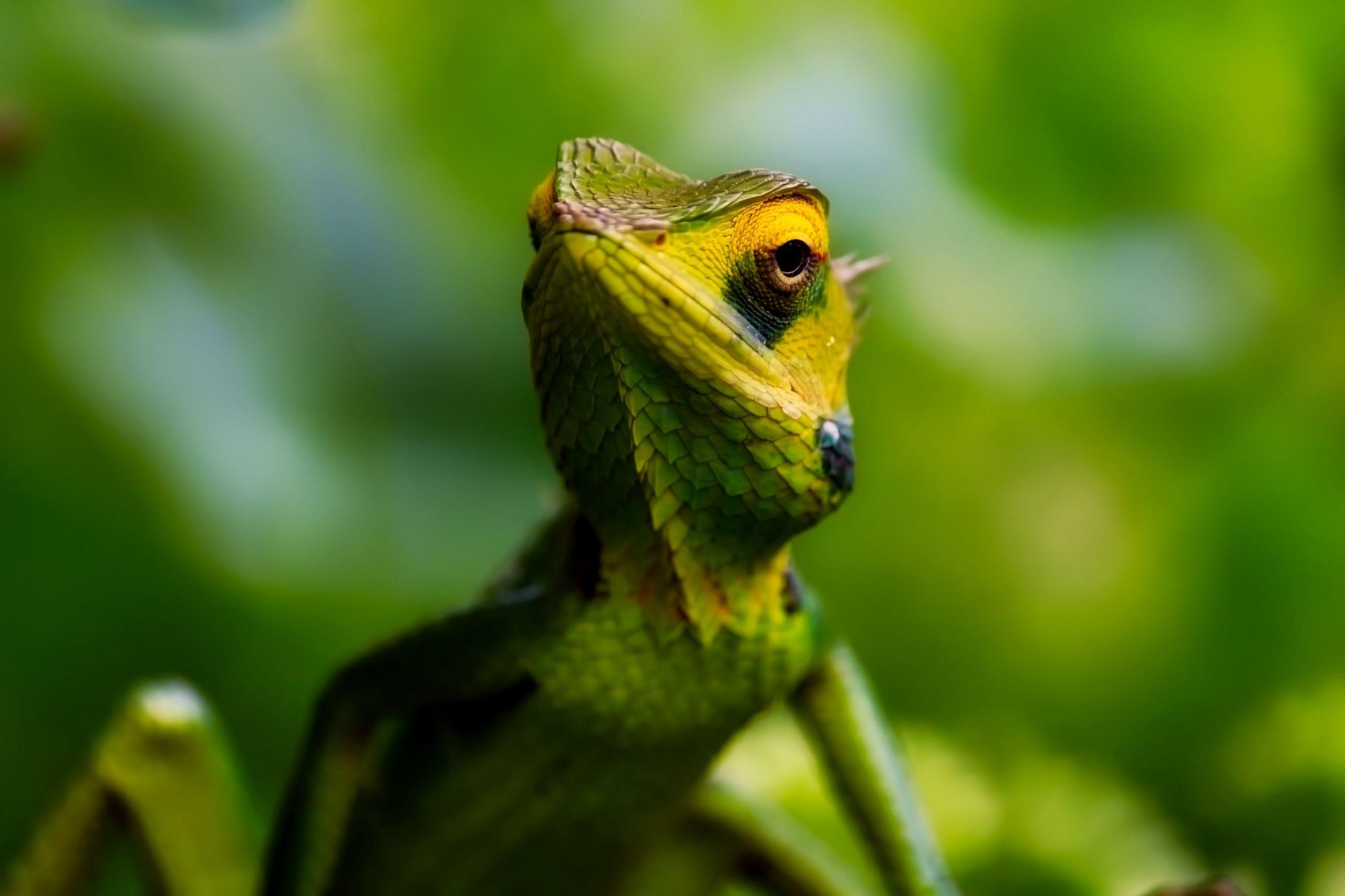 Green Lizard Wallpapers - Top Free Green Lizard Backgrounds ...