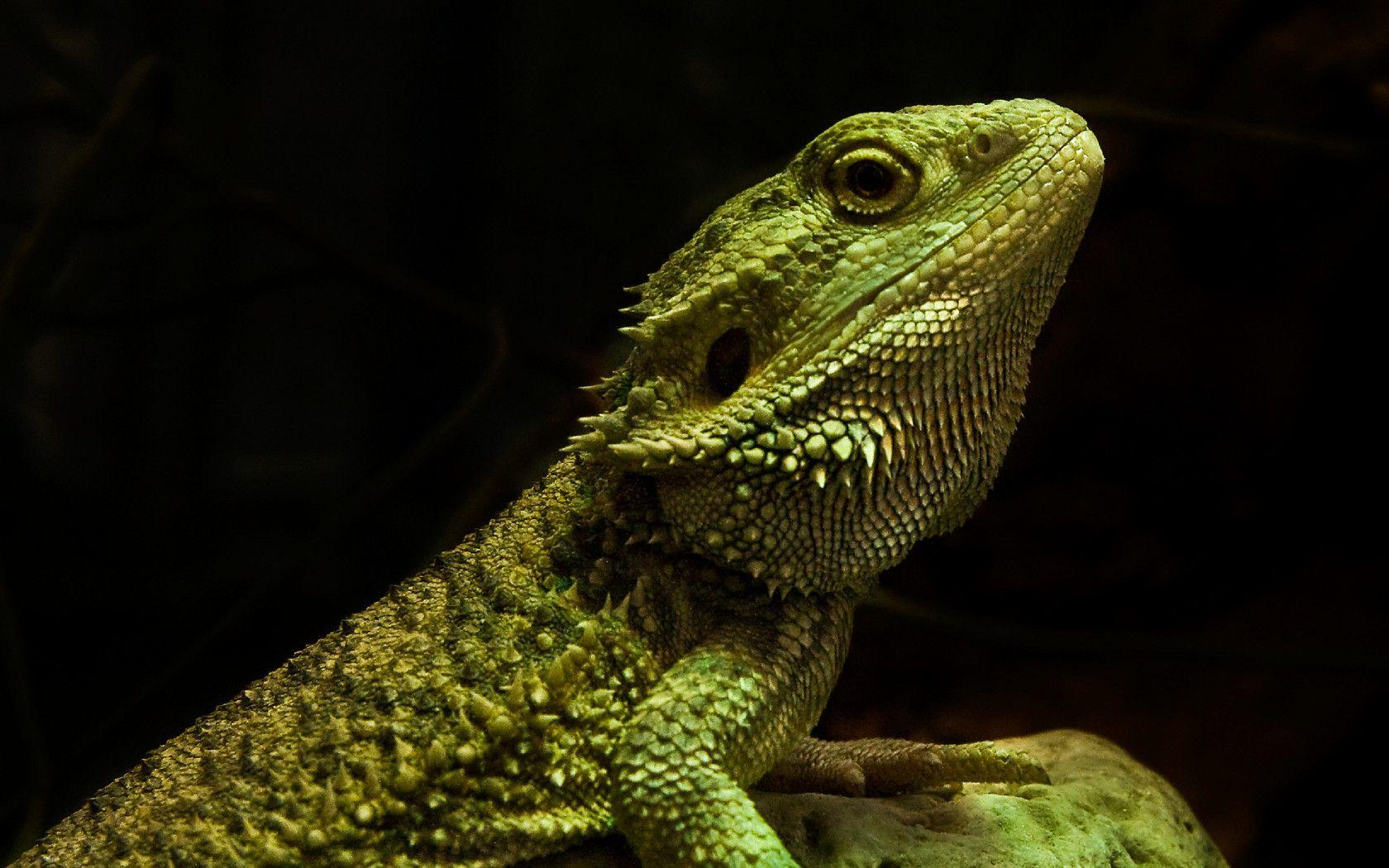 1680x1050 green, lizards, reptiles, iguana, black background wallpaper