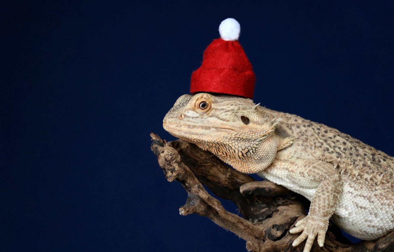 1332x850 Wallpaper Christmas, animals, hat, animal, funny, cute, chameleon, pet, lizard, reptile, santa hat, 4k ultra HD background, New Year image for desktop, section животные