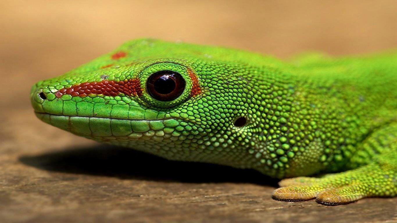 Green Lizard Wallpapers - Top Free Green Lizard Backgrounds ...