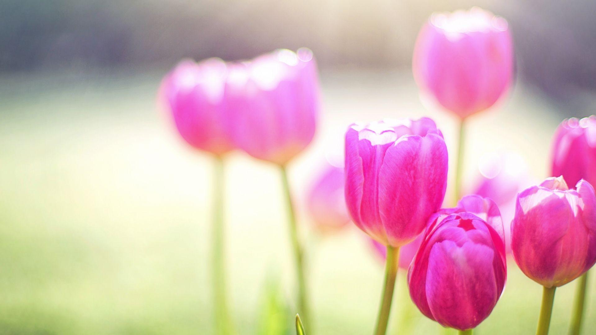 1920x1080 Tải xuống miễn phí Spring Tulips Sunshine 4K HD Desktop Wallpaper cho 4K Ultra HD [3440x1440)
cho Máy tính để bàn, Di động & Máy tính bảng của bạn. Khám phá Hình ảnh của Hình nền Mùa xuân. Hình nền mùa xuân miễn phí
