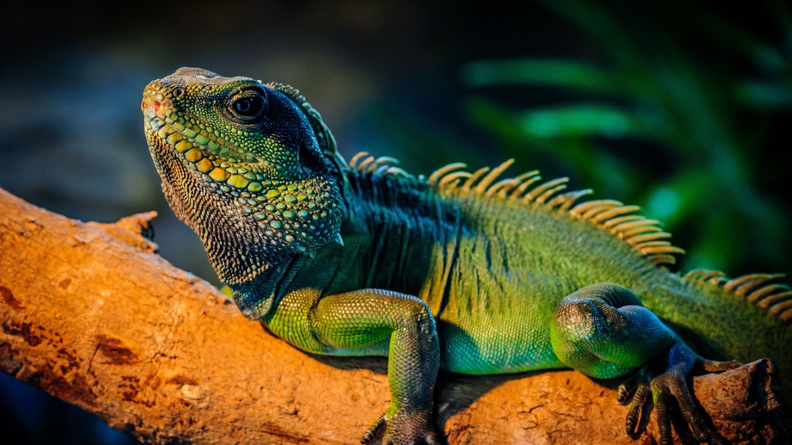 2560x1440 Wallpaper iguana, lizard, cute animals, Animals