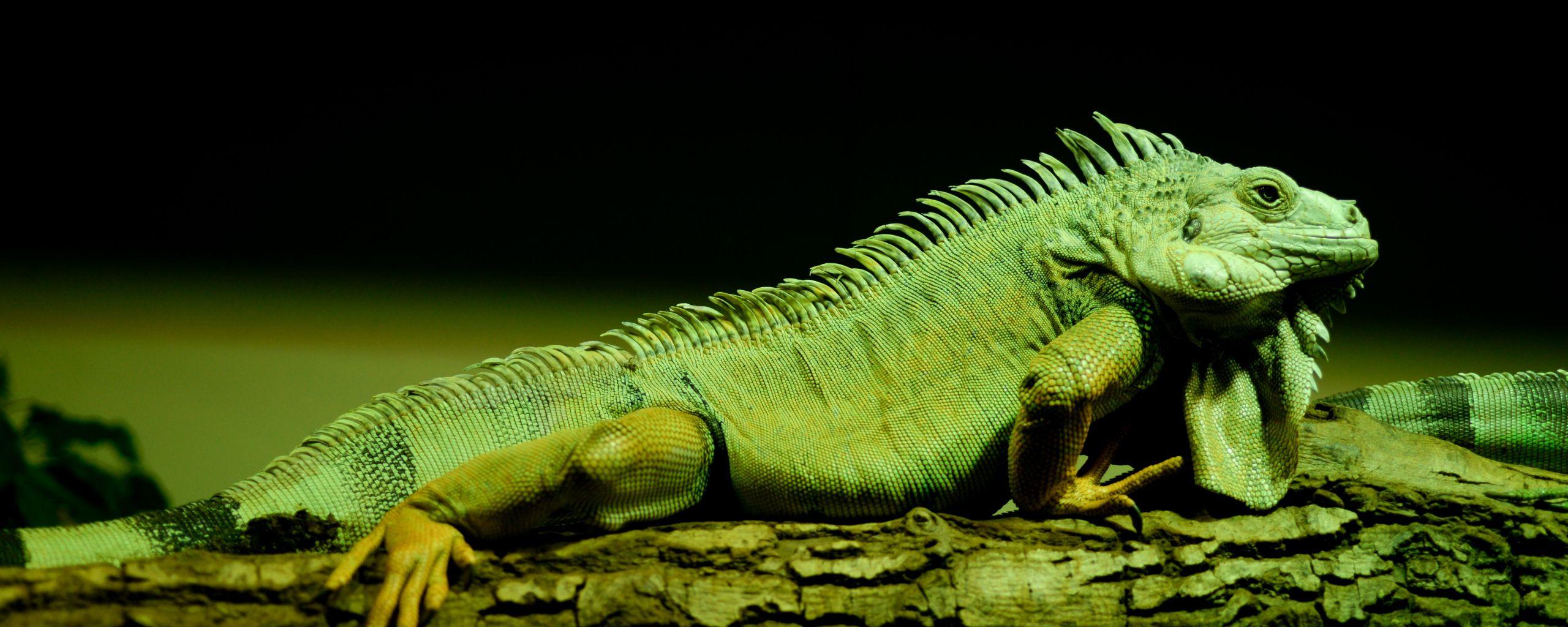 2560x1024 Desktop Wallpaper Iguana, Green Lizard, Reptile, Tree Trunk, HD Image, Picture, Background, 6de2c5
