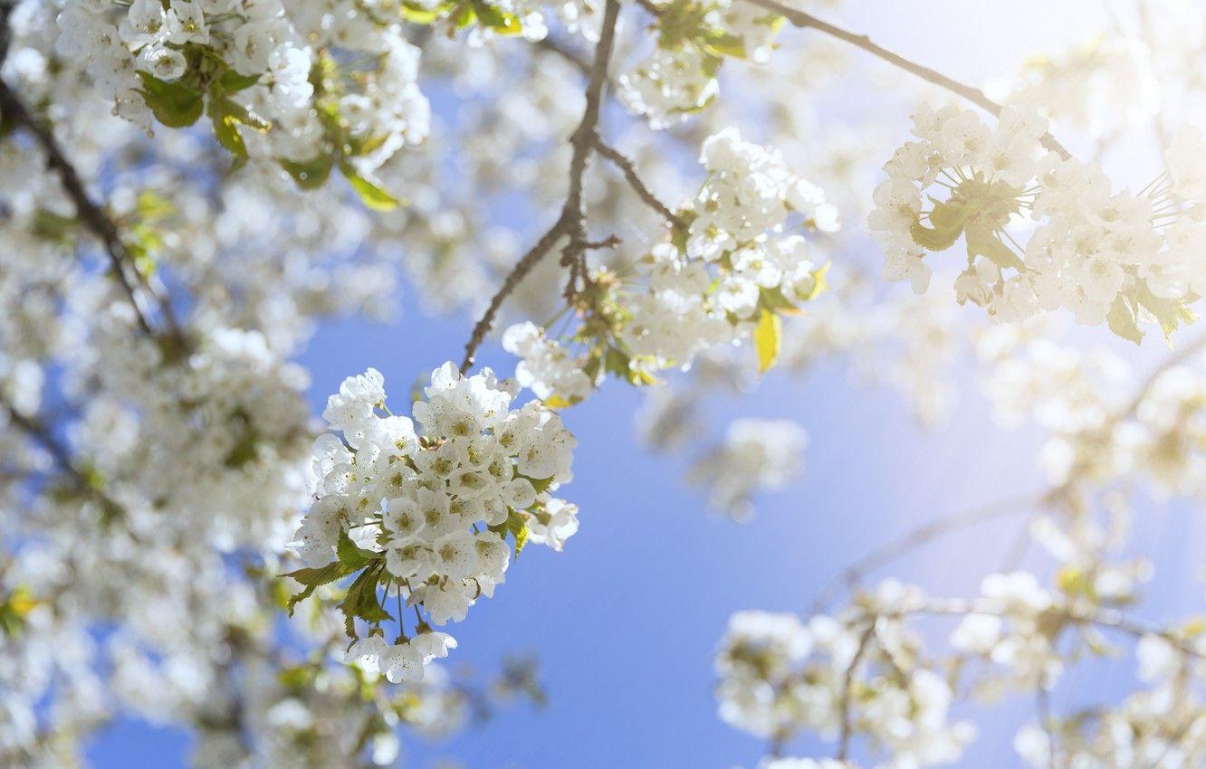 Spring Sunshine Desktop Wallpapers - Top Free Spring Sunshine Desktop ...