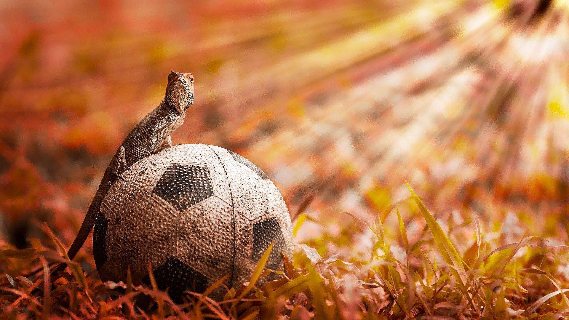 Cute Lizard Wallpapers - Top Free Cute Lizard Backgrounds - WallpaperAccess