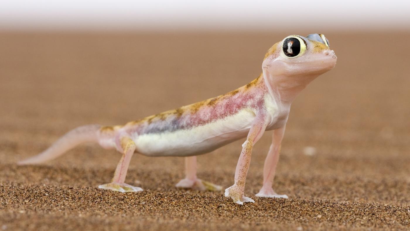 1400x788 Lizard wallpaper, Animal, HQ Lizard pictureK Wallpaper 2019