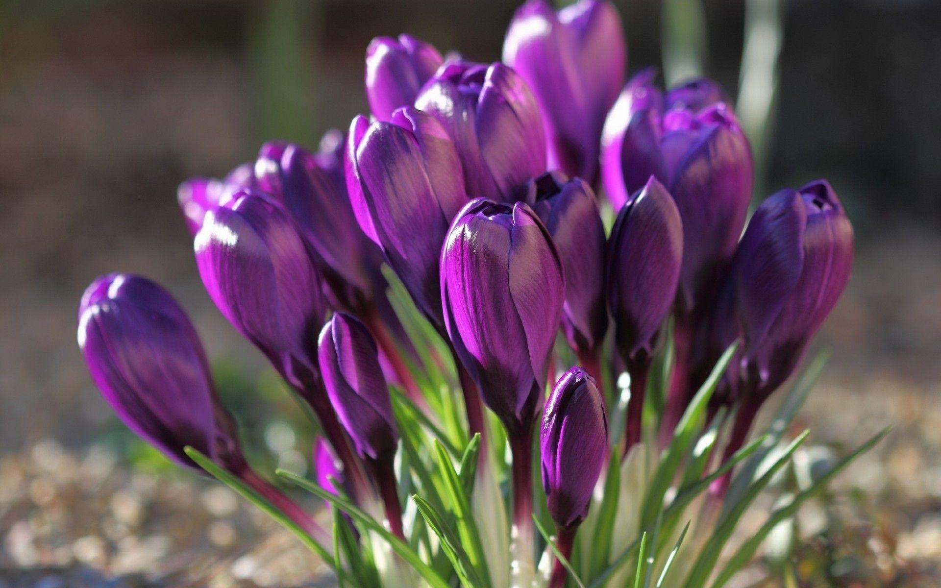 1920x1200 spring wallpaper purple floer Desktop Wallpaperk HD