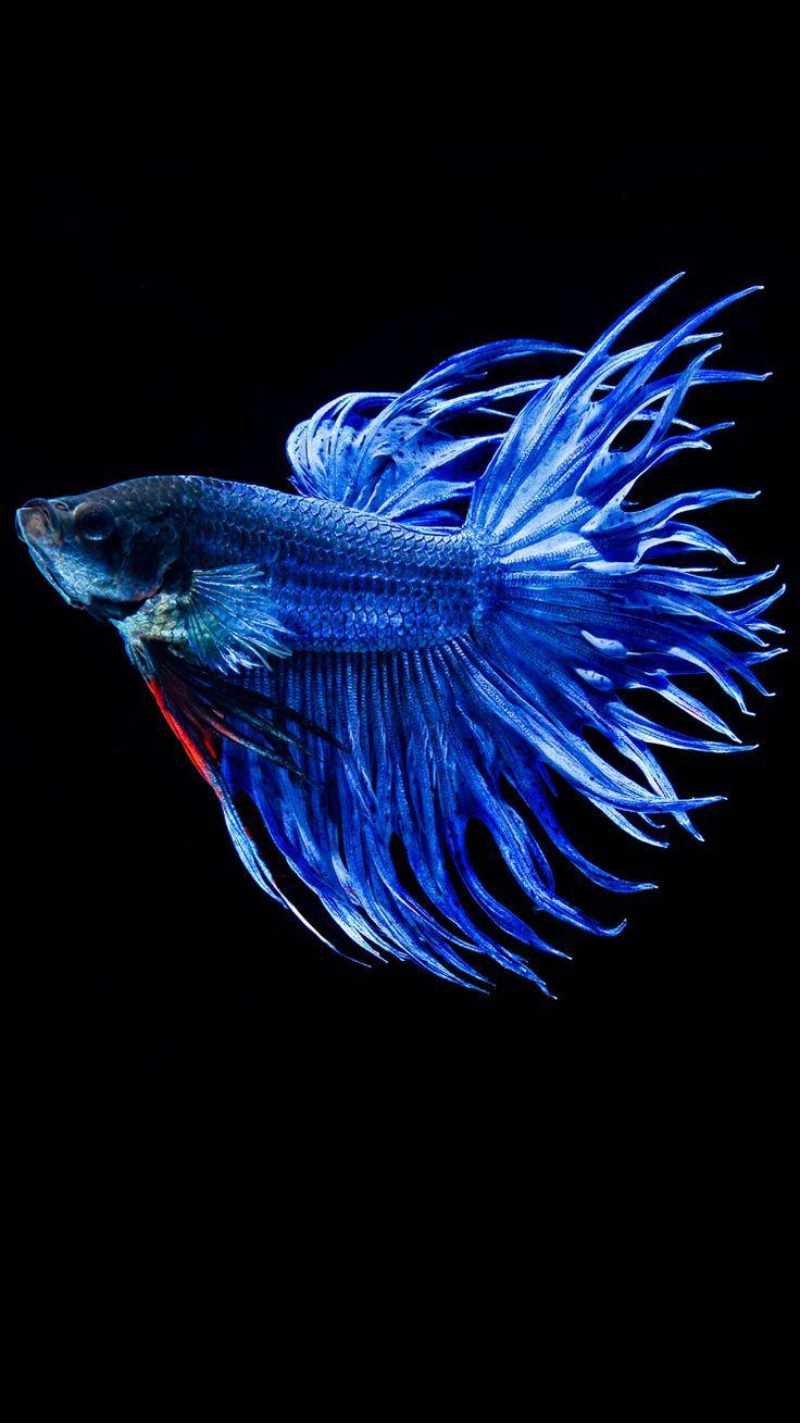 736x1309 iPhone Fish Background