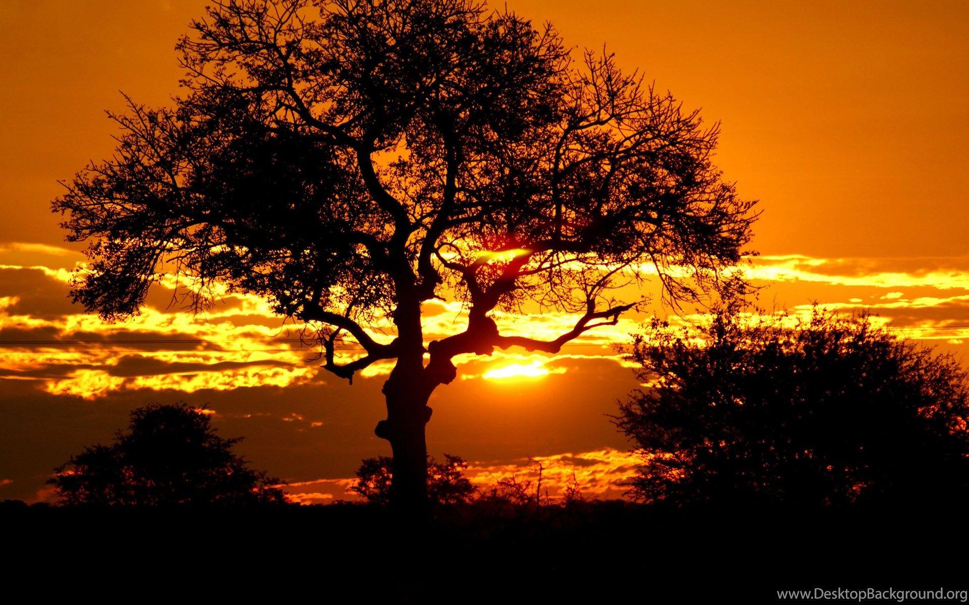 1920x1200 Kruger Park Sunset, South Africa Wallpaper 1756 - Sunset Field. Desktop Background