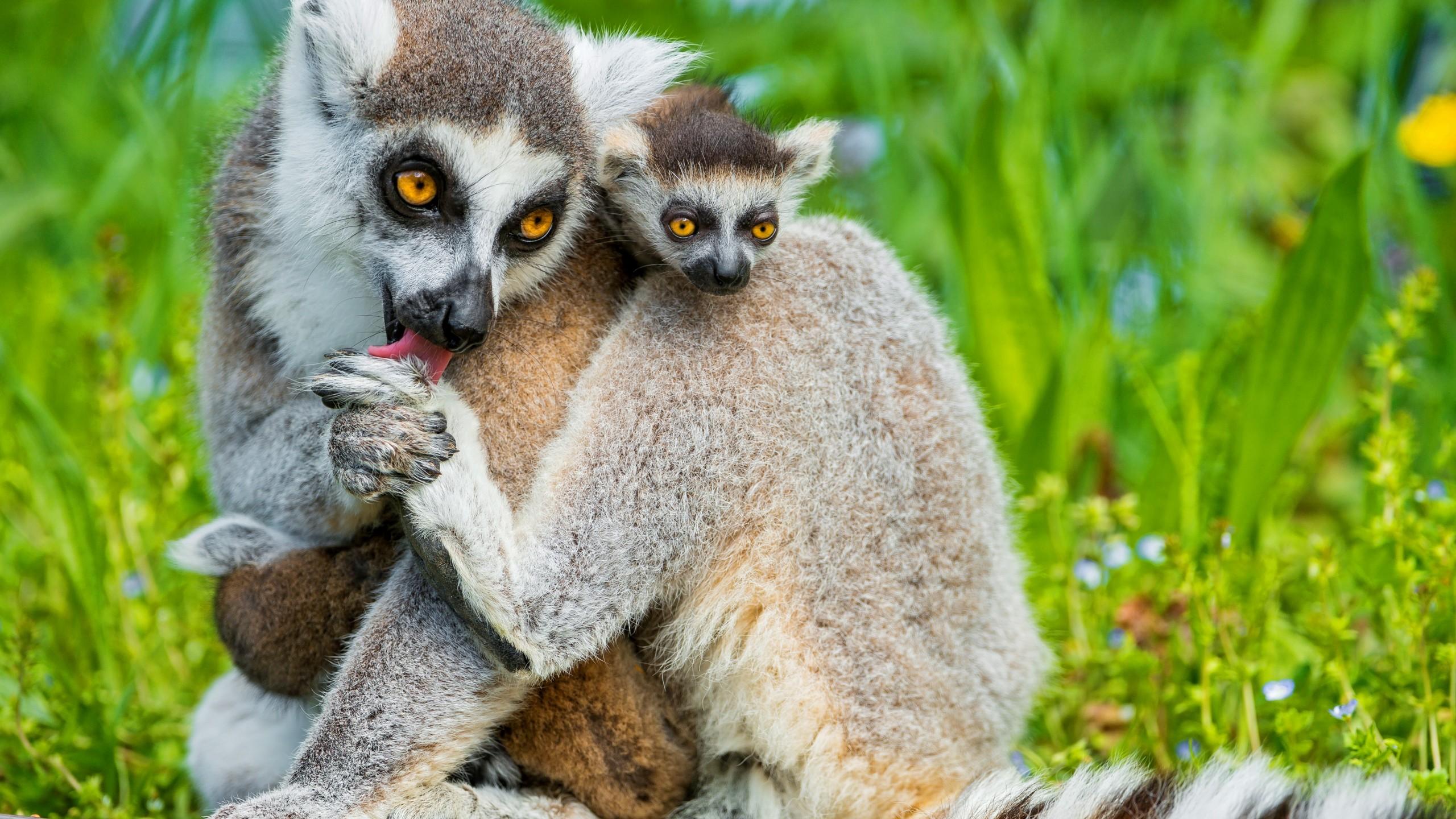 2560x1440 Animals In Summer Wallpaper