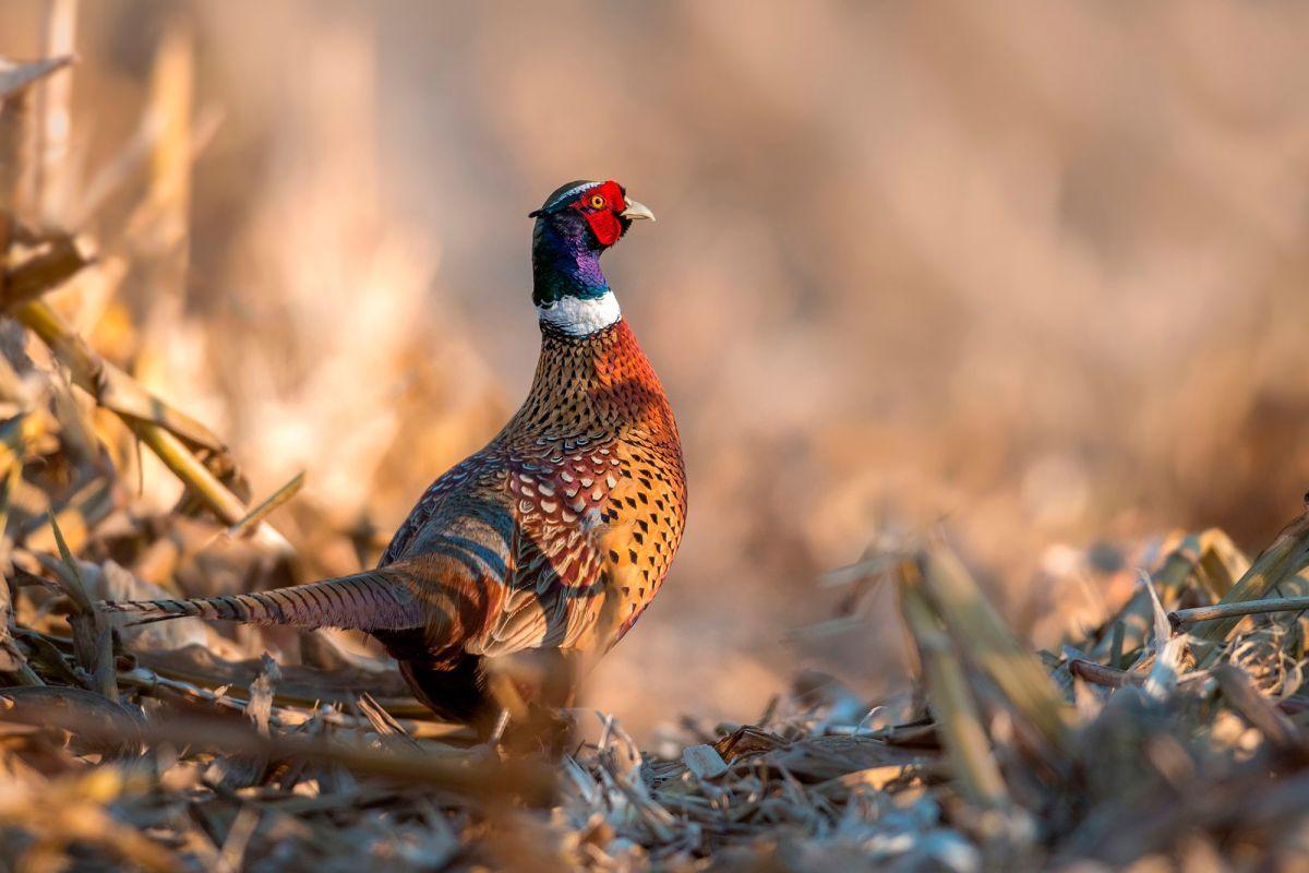1200x800 Video: hunting pheasant in winter