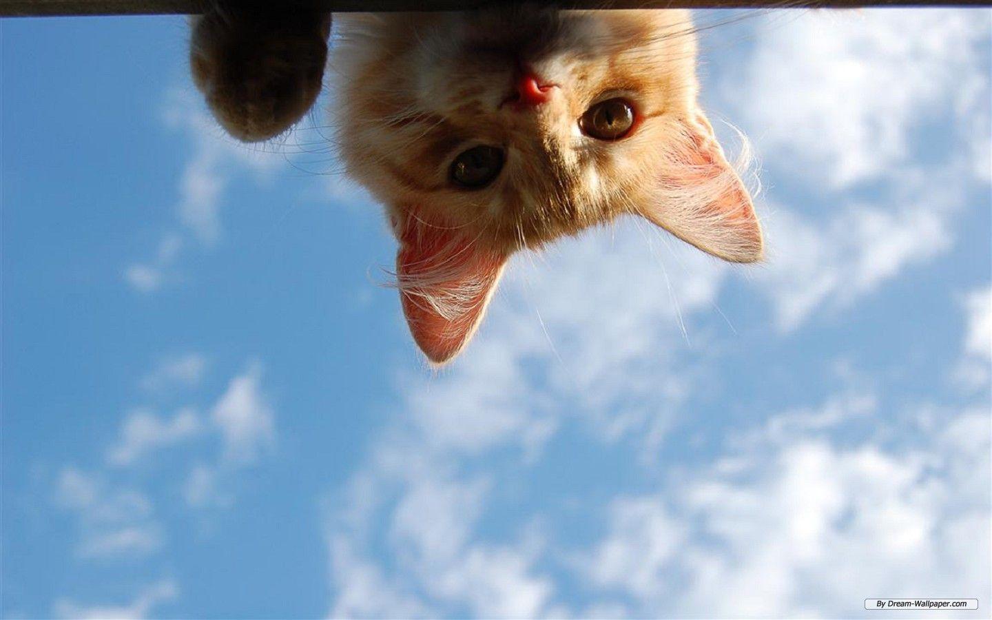 1440x900 Free download Animal wallpaper 1440x900 58435 [1440x900] for your Desktop, Mobile & Tablet. Explore Free Animal Background. Wallpaper Of Animals, Free Wallpaper Animals, Animals Wallpaper Free Download