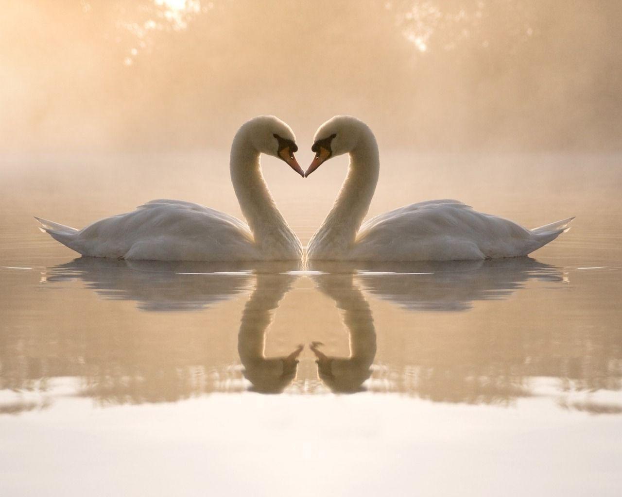 1280x1024 Girly Animal Wallpaper 2020