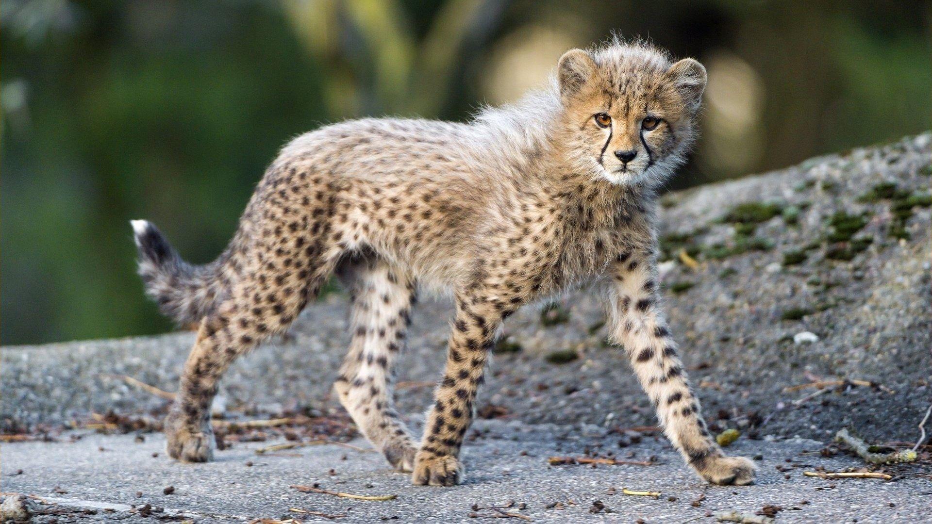 1920x1080 Collections Free Desktop Wallpaper Baby Animals