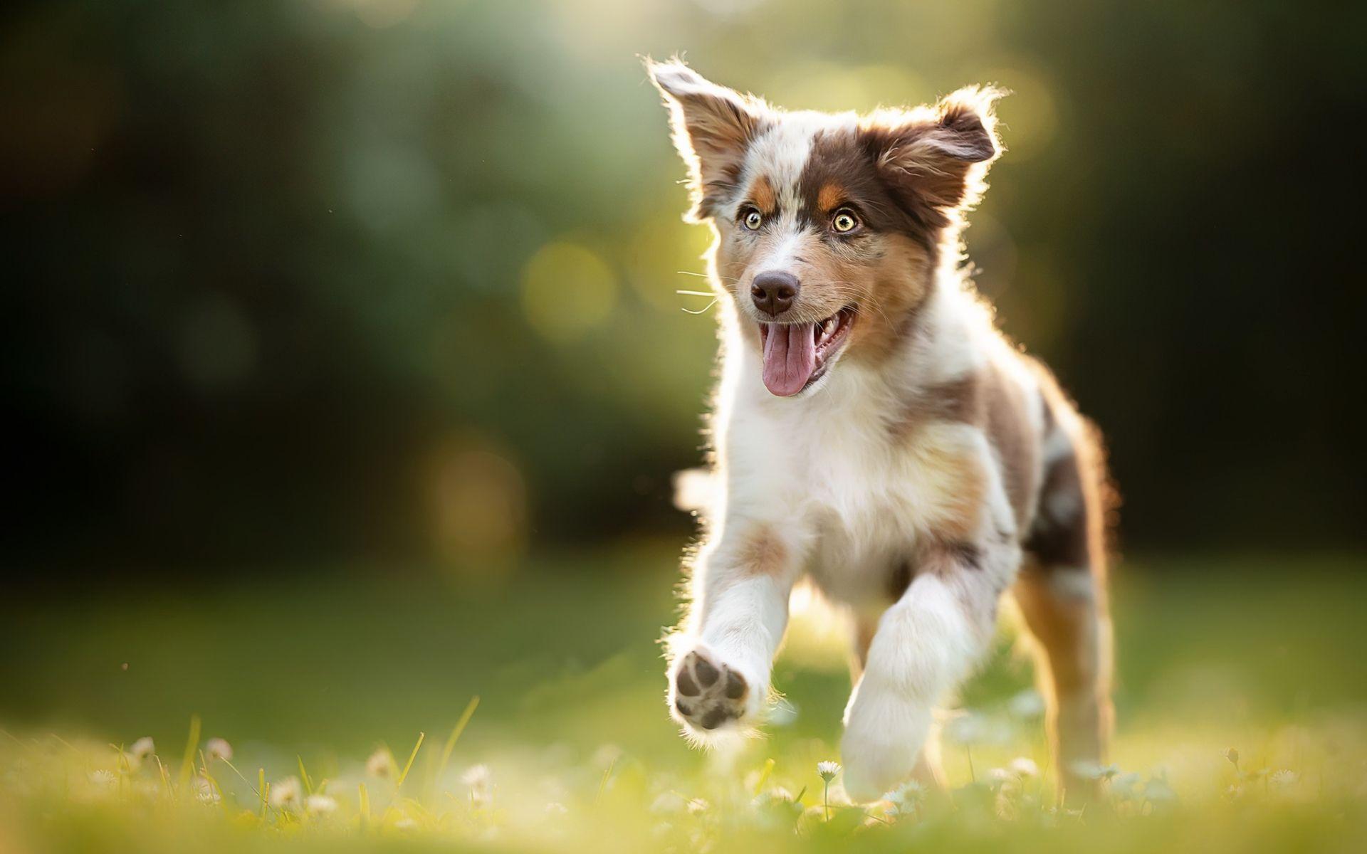 1920x1200 Download wallpaper Australian Shepherd, running puppy, Aussie, bokeh, pets, summer, dogs, cute puppy, cute animals, Australian Shepherd Dog, Aussie Dogs for desktop with resolution 1920x1200. High Quality HD picture wallpaper