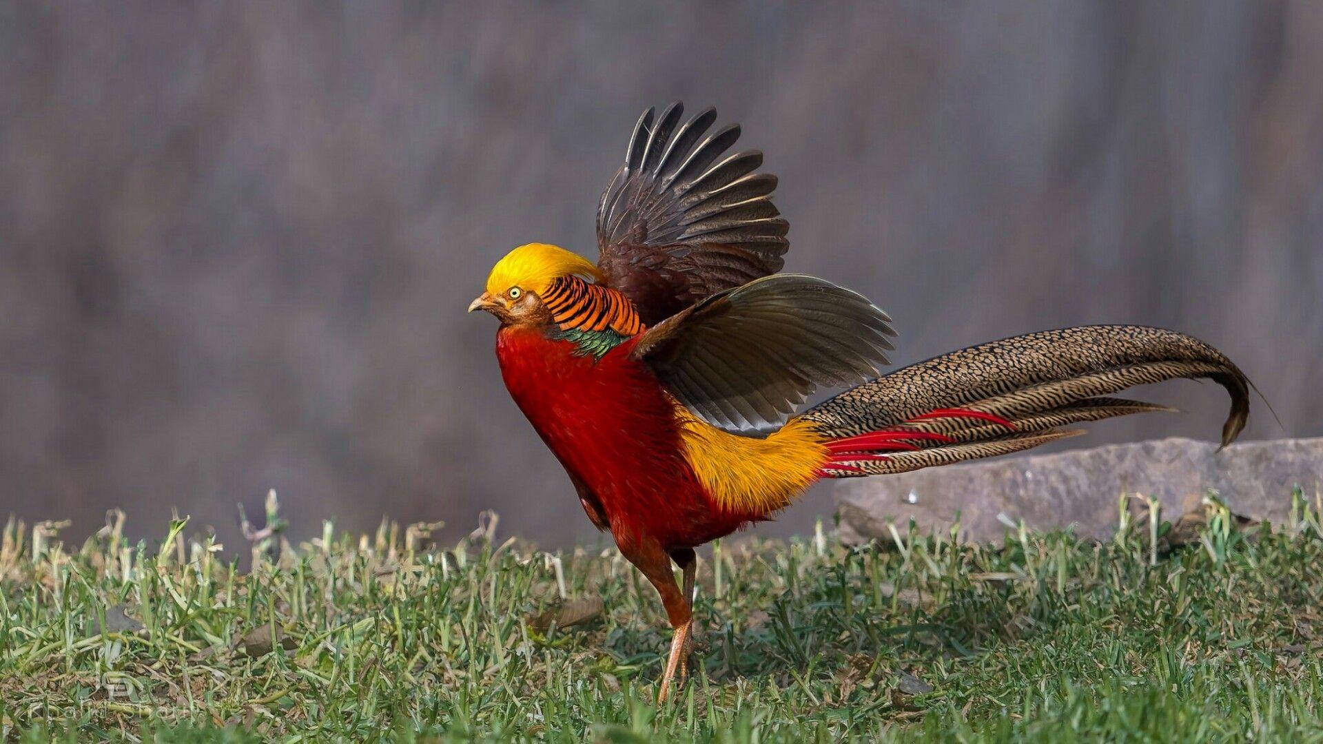 1920x1080 Golden Pheasant Wallpaper. Wallpaper Studio 10. Tens of thousands