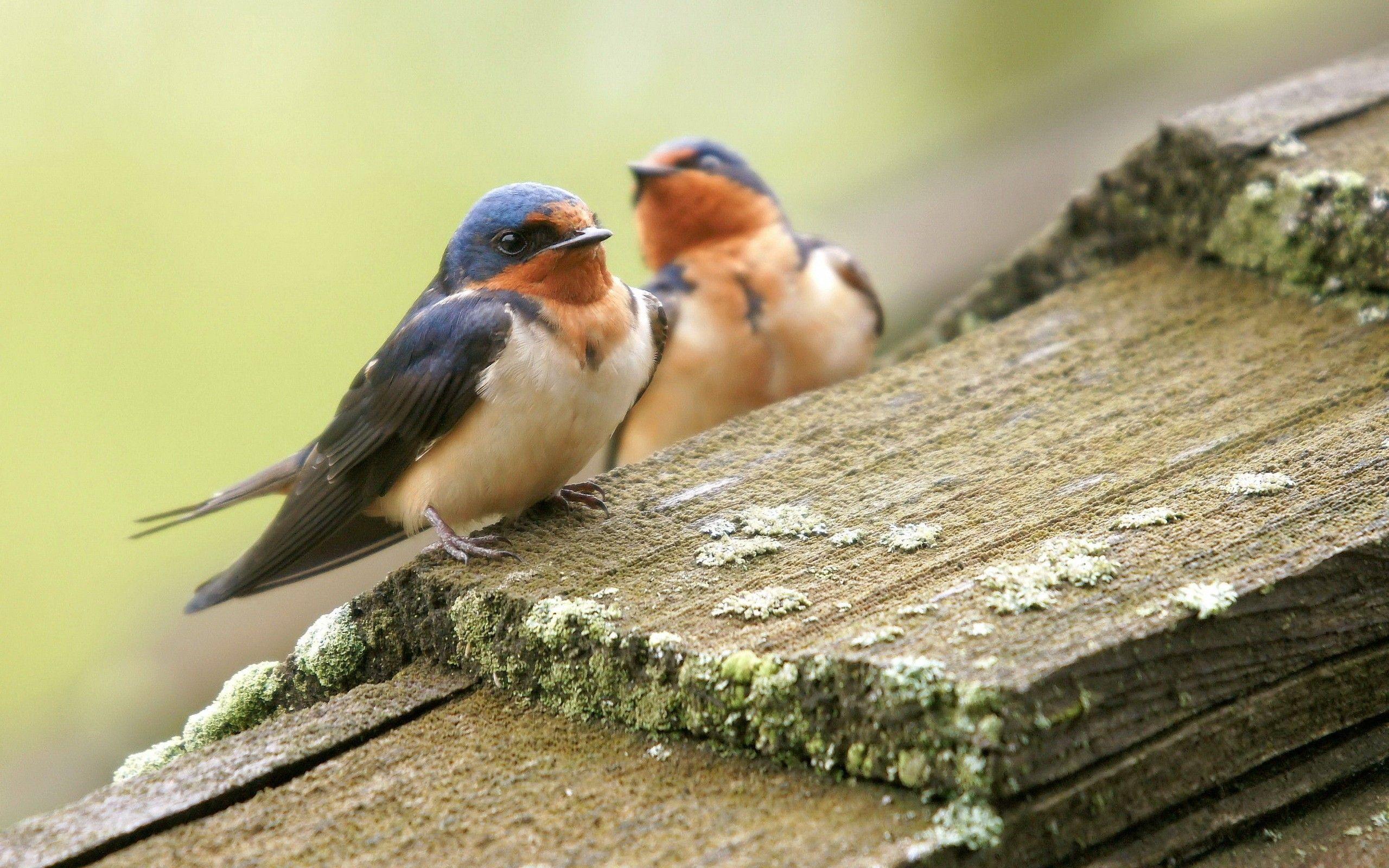 2560x1600 Cute birds in summer wallpaperx1600