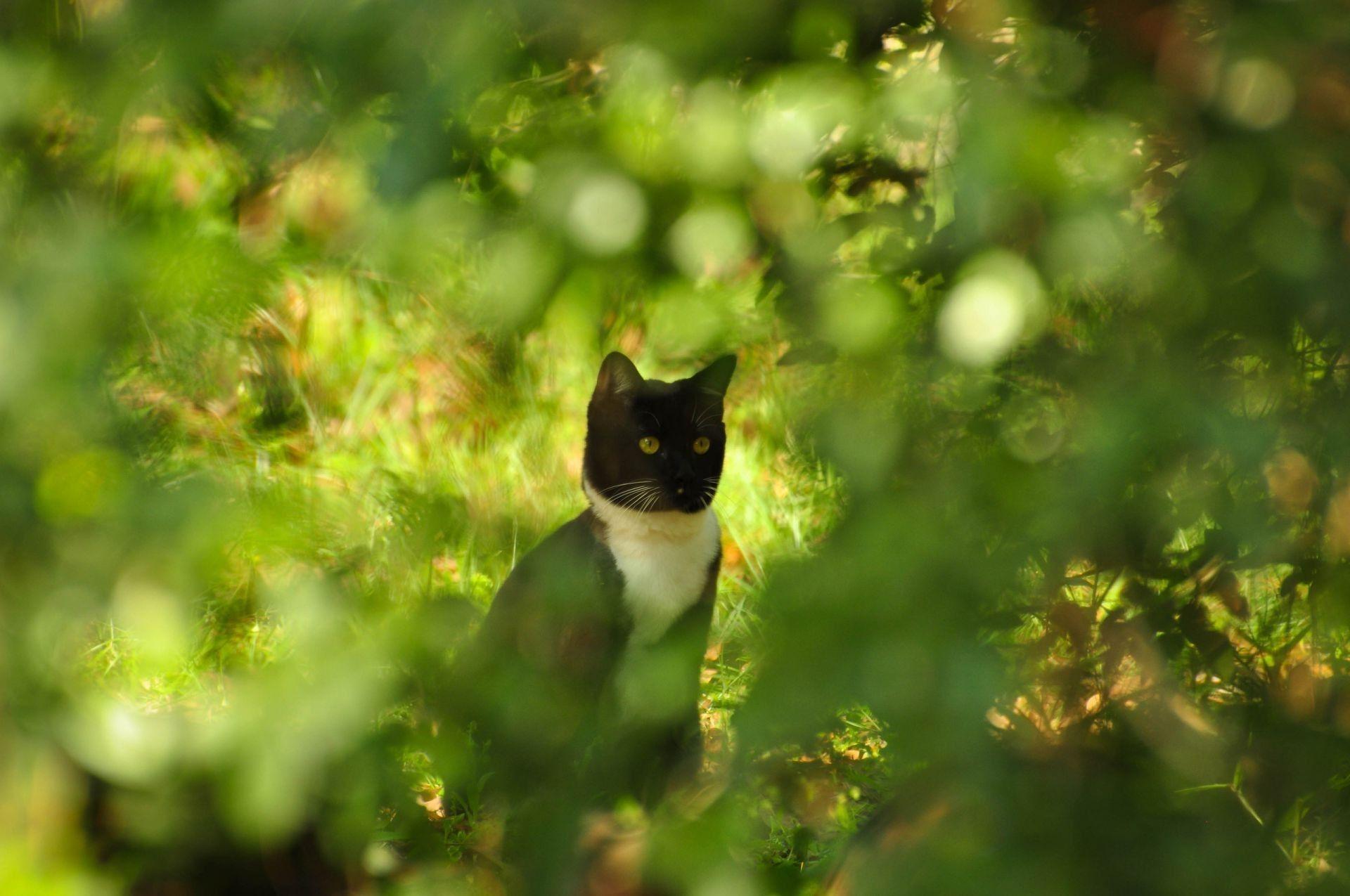 1920x1275 Glare Kote razmytost cat bokeh summer bushes cat