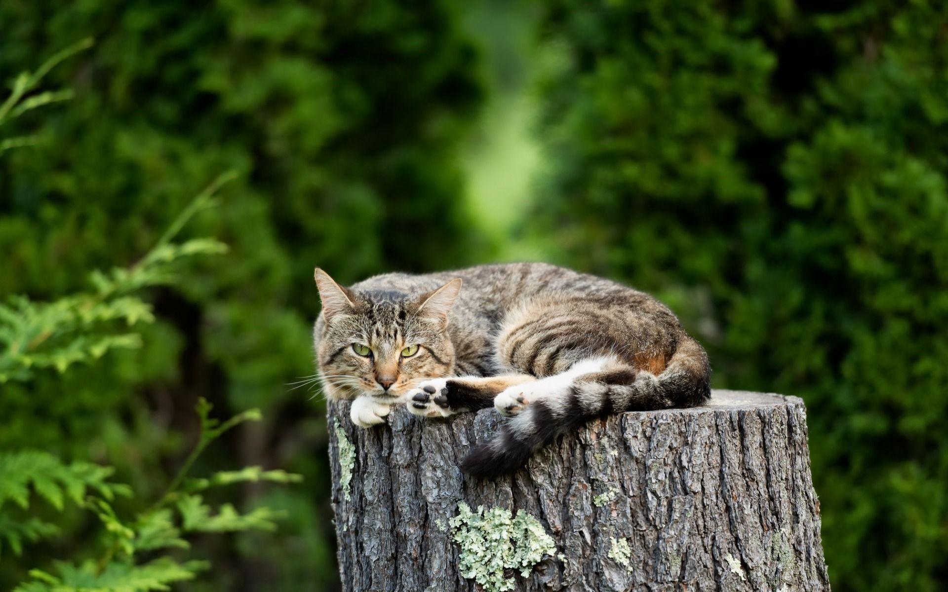 1920x1200 Summer Cat Wallpaper