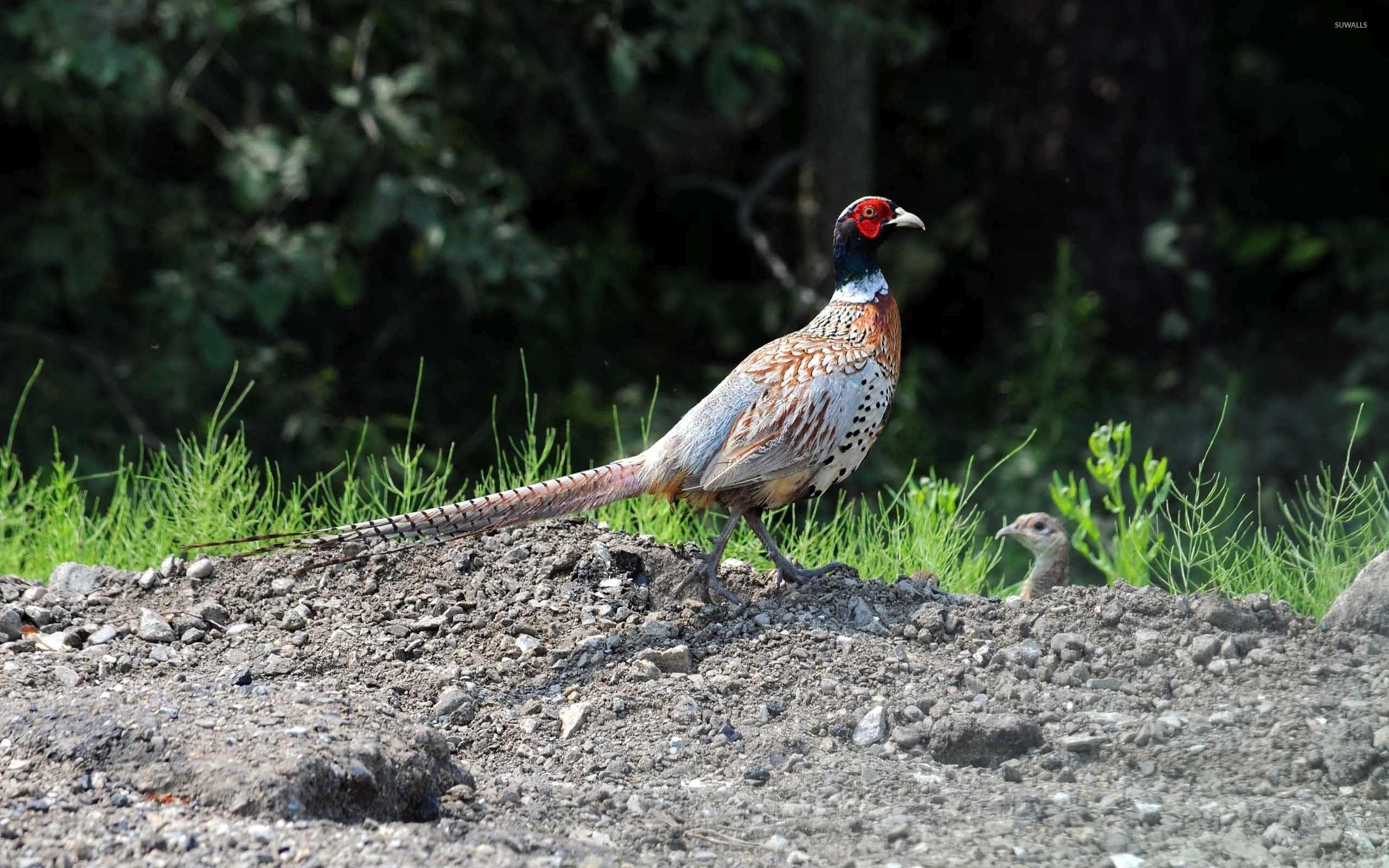 2560x1600 Pheasant wallpaper wallpaper