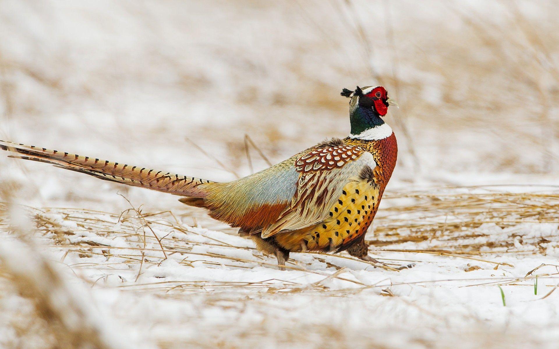 1920x1200 Wallpaper Pheasant, bird, winter, snow desktop wallpaper Animals
