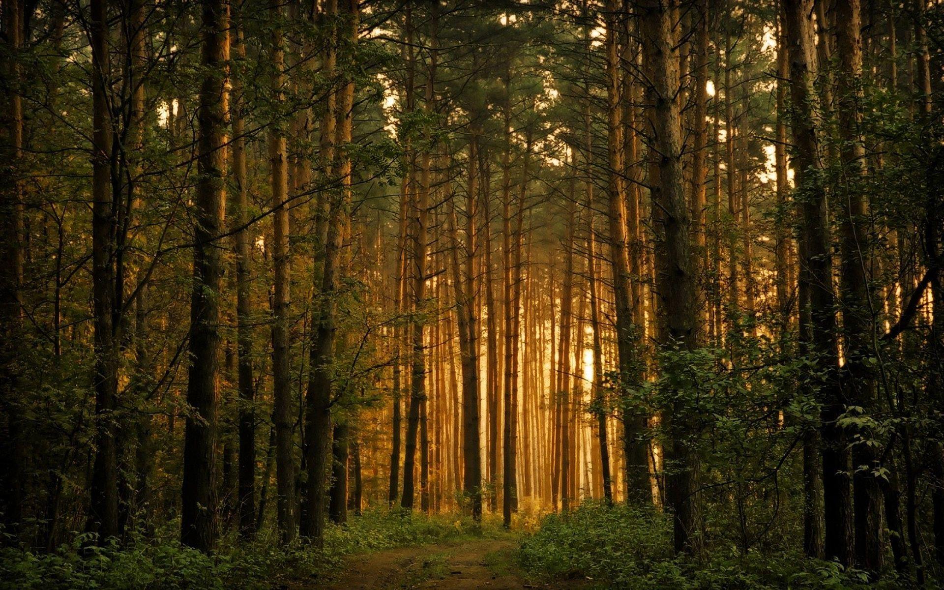1920x1200 Conquer colorful blooming graceful Canadian forest reserve with a long history