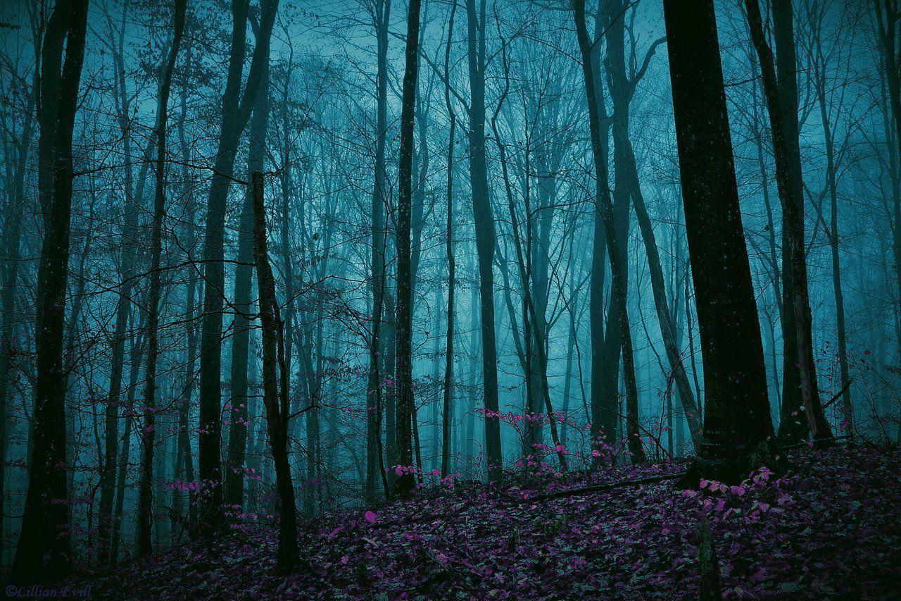 1280x853 Enchanted Forest Background